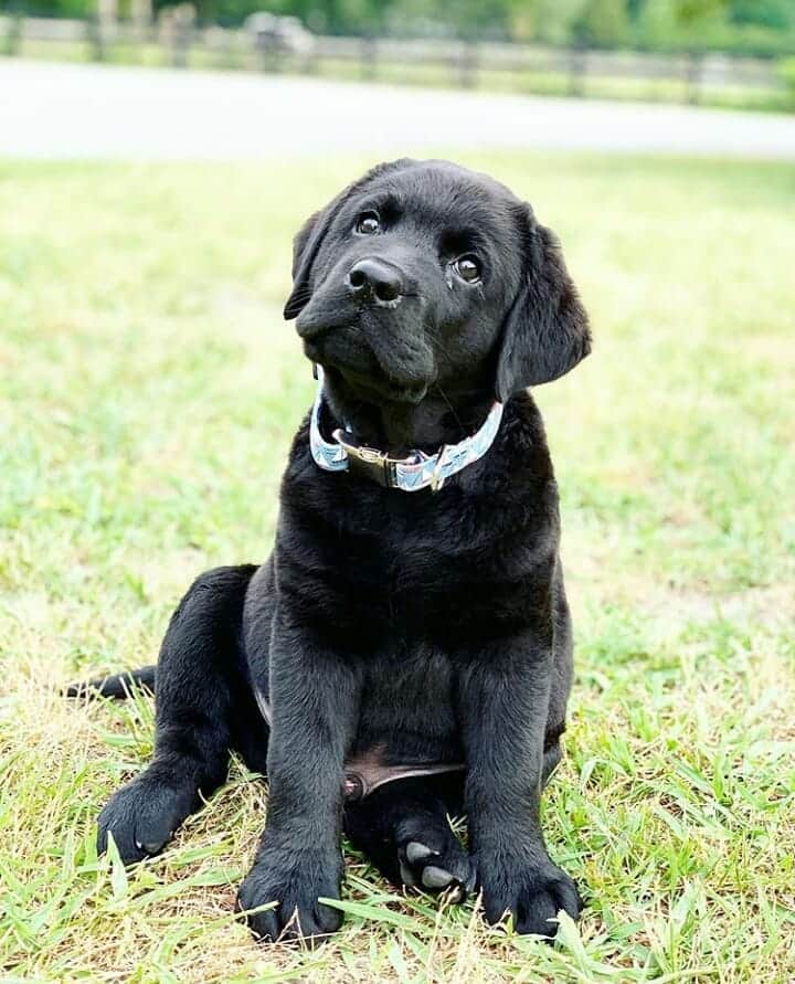World of Labradors!さんのインスタグラム写真 - (World of Labradors!Instagram)「Meet Beau! - @ripple.the.lab」6月12日 22時34分 - worldoflabs