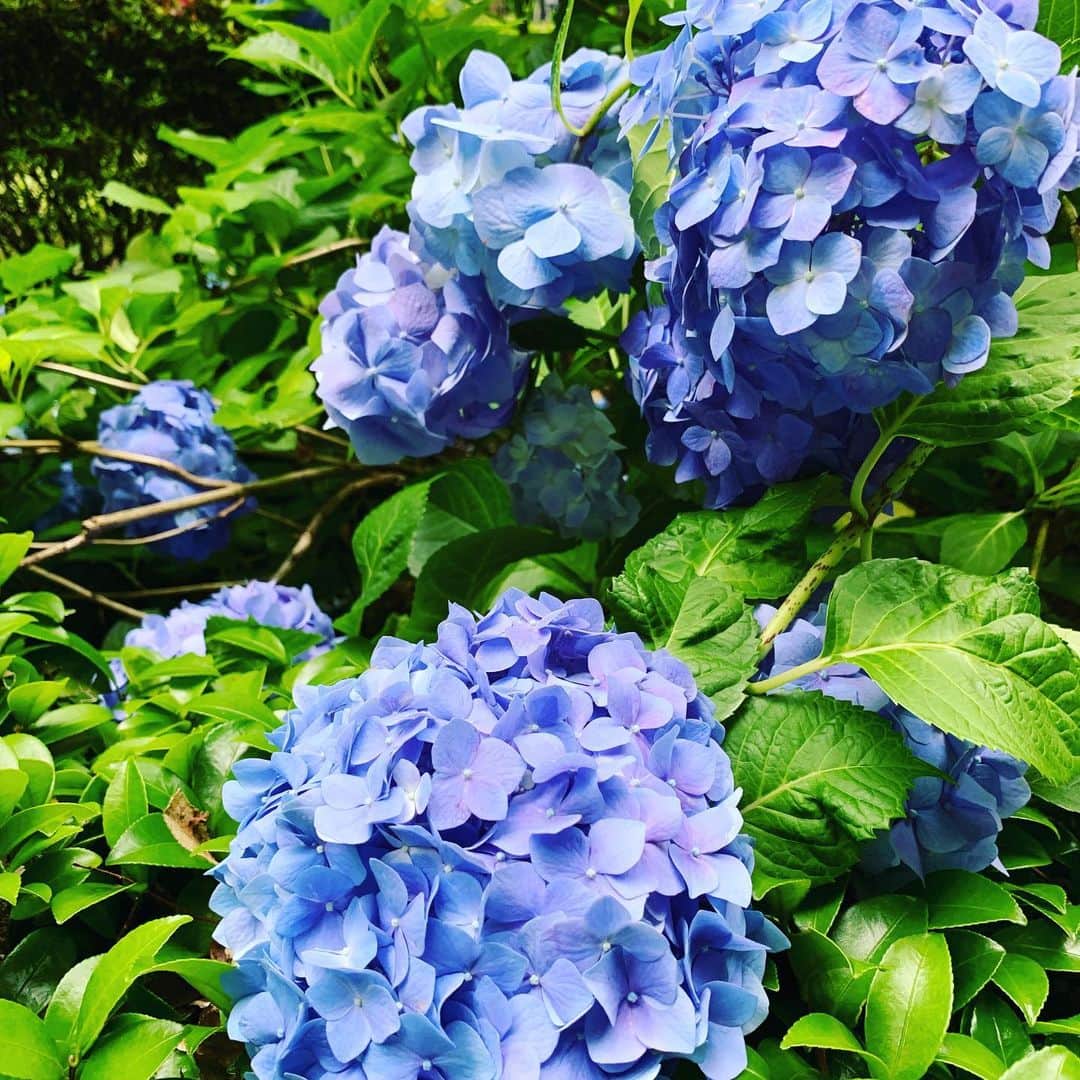 前川泰之さんのインスタグラム写真 - (前川泰之Instagram)「#はシャープ♯と違うのね🤣 みんな、ありがとう！！ 恥ずかしー！！！綺麗な紫陽花で見逃して🙏🏻」6月12日 22時42分 - maekawa_yasuyuki_official