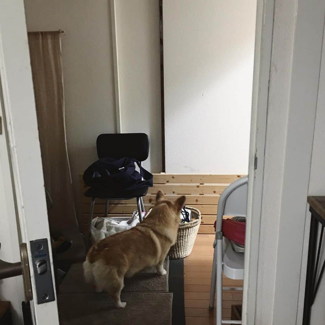 maggydaisyのインスタグラム：「_  私が見てない時を狙って 必ずイタズラ、、、 #maggydaisymore20190612 #corgi #コーギー #里親」