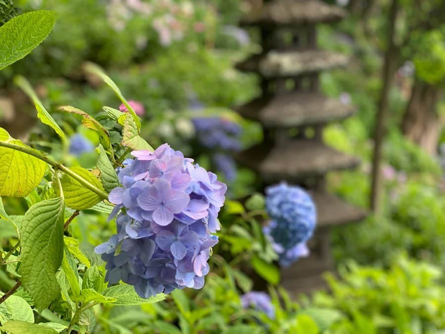 瑞羽奏都（水谷美月）さんのインスタグラム写真 - (瑞羽奏都（水谷美月）Instagram)「今が見頃の紫陽花。 鎌倉の長谷寺へ… あじさい路には整理券が必要でしたが、お昼過ぎに行ったら、15分くらい待てばすぐに入れました。 長谷寺の紫陽花は色取り取り。 色鮮やかな色々な色の紫陽花を楽しむことができました✨ アジサイの花の色は土の酸度によって決まるそうで、入れ替えなどをすると花の色彩が変わるって凄いなぁと思いながらの鑑賞でした☺️ #紫陽花 #あじさい  #鎌倉 #長谷寺 #あじさい路」6月12日 22時53分 - mizuki.m_mizuha