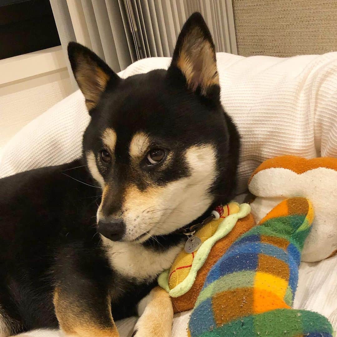 vo_coのインスタグラム：「🐾 インスタでずっと拝見していた黒柴さんの訃報を目にして… いつか来るであろう、こたつとのお別れ まだ先まだ先と目を逸らしてたけど、あと半年でこたつも8歳 残されてる日々を1日1日大切に過ごさないと、と改めて思いました * ねねちゃんのご冥福をお祈りいたします * #shibastagram #instashiba #shiba #shibainu #黒柴 #柴犬」