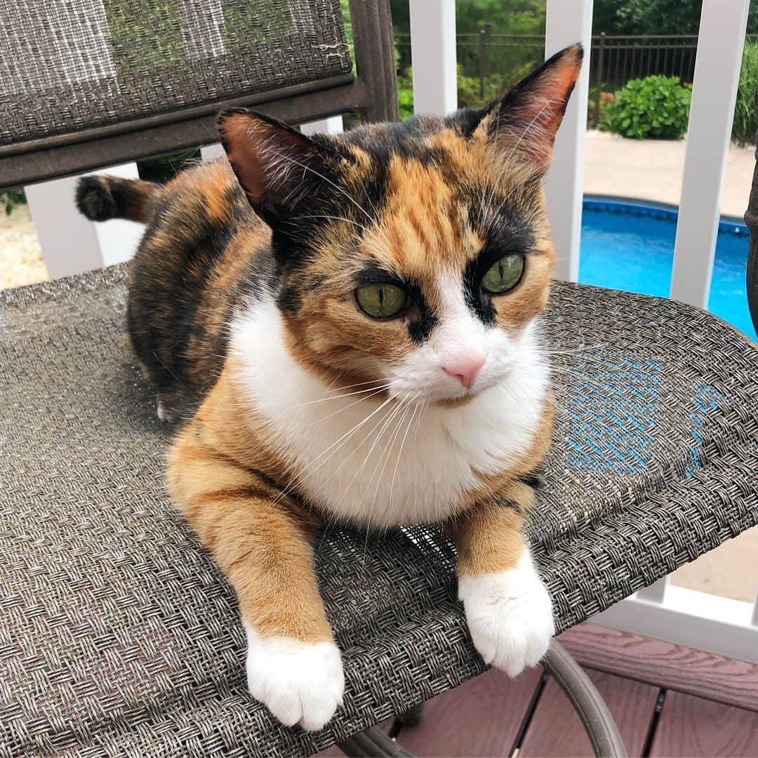 リリーのインスタグラム：「Sitting in this chair won’t last for long! Over the gate I go 💨  #humpday」