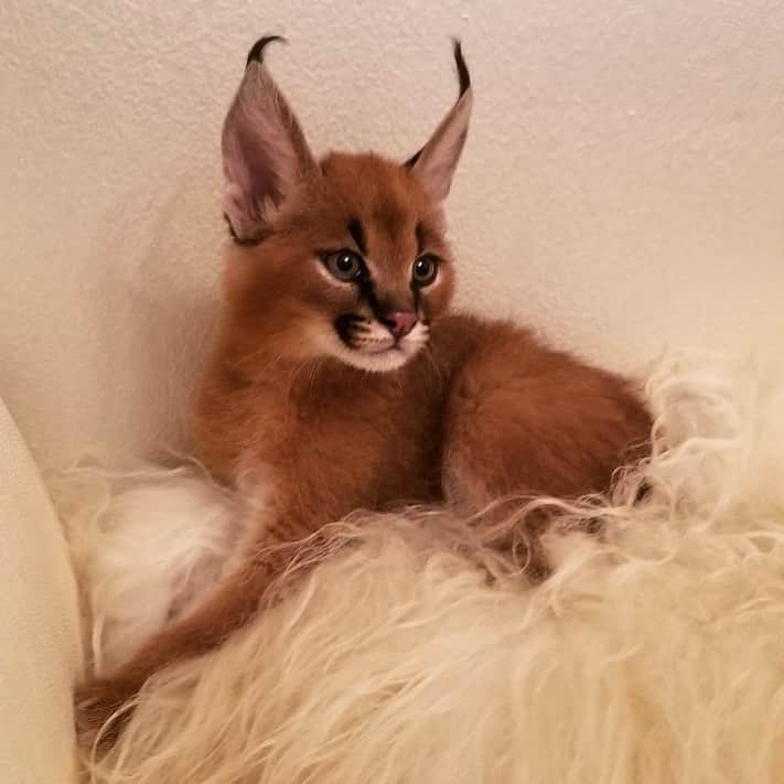 Zoological Wildlife Foundationさんのインスタグラム写真 - (Zoological Wildlife FoundationInstagram)「While Hades gets all his immunizations, he’s living at home. In two weeks he will be joining the rest of the ZWF community💙🐾 Though he looks really cute in this photo, by no means is he a pet! . #caracal #caracallynx #cub #zwf #conservationthrougheducation #zwfmiami #africa #notpets」6月12日 23時20分 - zwfmiami