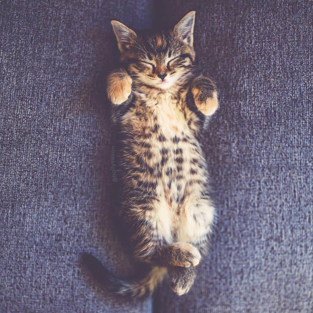 Holly Sissonのインスタグラム：「Happy hump day! 😹🐱❤️ #kitten #tabbykitty #mainecoon (See more of Emma on @pitterpatterfurryfeet) ~ Canon 1D X MkII + 35 f1.4L @ f1.8 See my bio for full camera equipment information plus info on how I process my images. 😊」