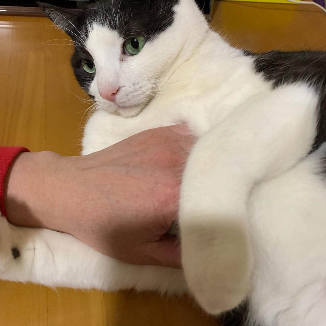 野間美由紀のインスタグラム：「夫にモフられた後に手を囓るポウ🐱」
