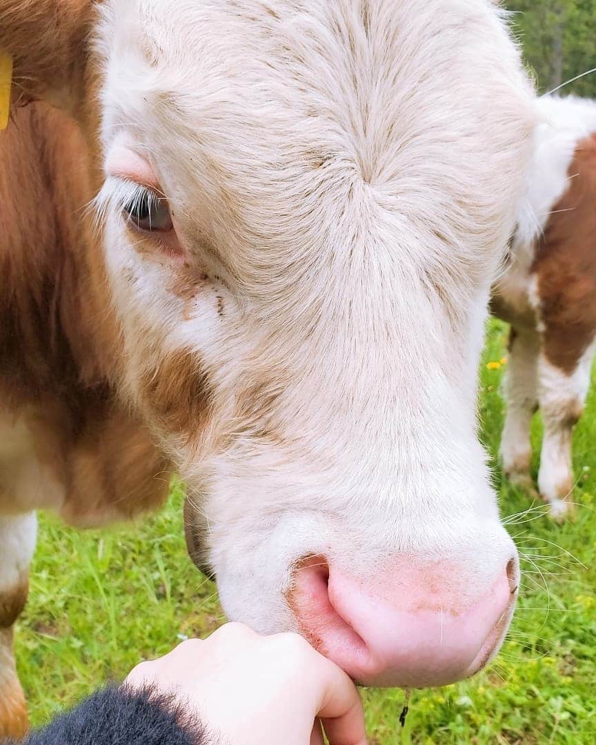 ひかりんさんのインスタグラム写真 - (ひかりんInstagram)「Sweet baby cow 😭💓 I love him so much 🐄 #cow #switzerland」6月13日 0時26分 - __hikarin