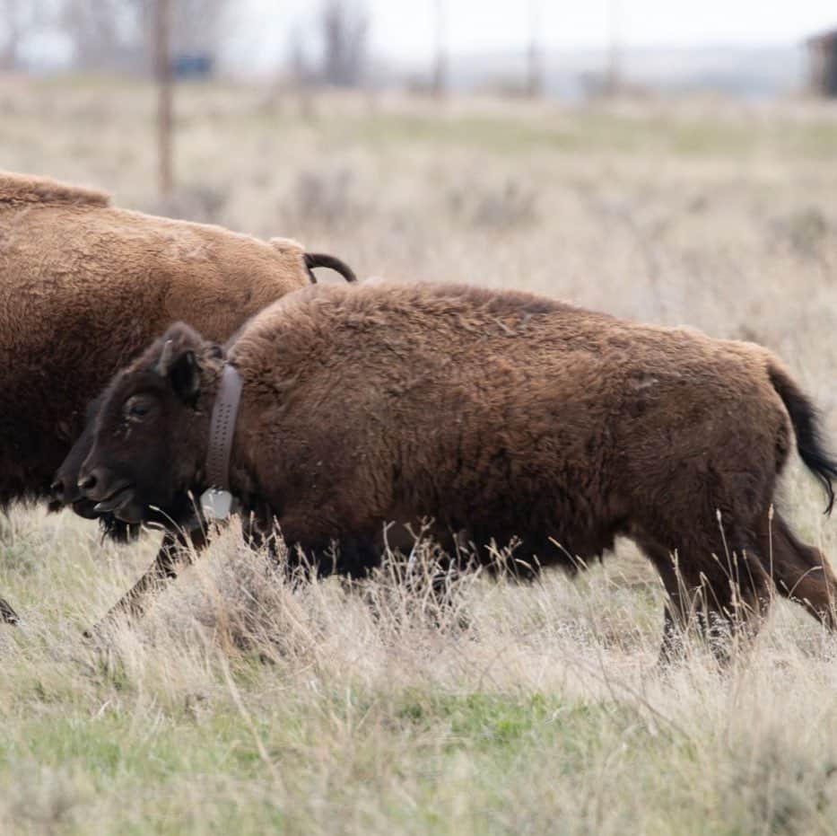 スミソニアン国立動物園さんのインスタグラム写真 - (スミソニアン国立動物園Instagram)「🌾SCBI landscape ecologist Hila Shamoon spent the first two weeks of April working with colleagues at American Prairie Reserve to place GPS collars on plains bison in the grasslands of the Reserve. Get the scoop in her latest blog! 📸 SCIENCE SNAPSHOT: s.si.edu/2VcoS8g. (Link in bio.)」6月13日 0時40分 - smithsonianzoo