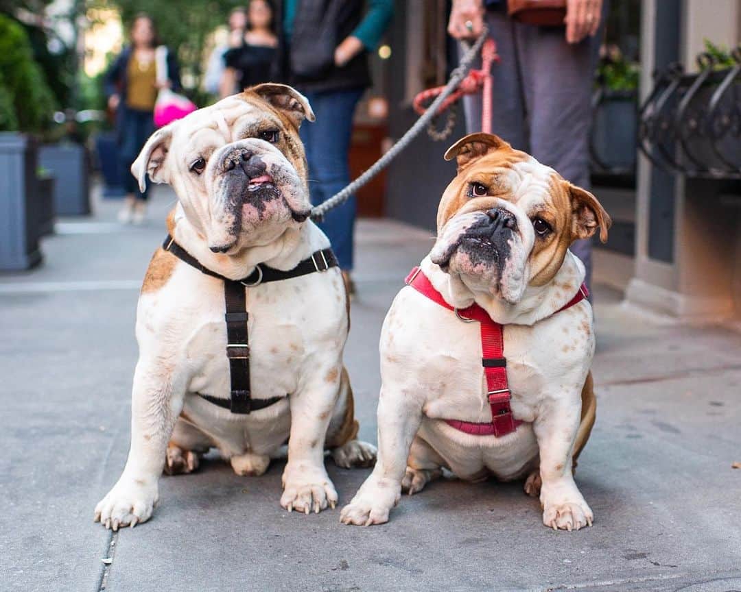 The Dogistさんのインスタグラム写真 - (The DogistInstagram)「Gunnar & Aggie, English Bulldogs (5 y/o), Bedford & Downing St., New York, NY • “Aggie is afraid of walking on metal. Gunnar whines to get in the bed. He’s not content to be on the couch. He needs to be picked up onto the bed and he is heavy.”」6月13日 0時58分 - thedogist