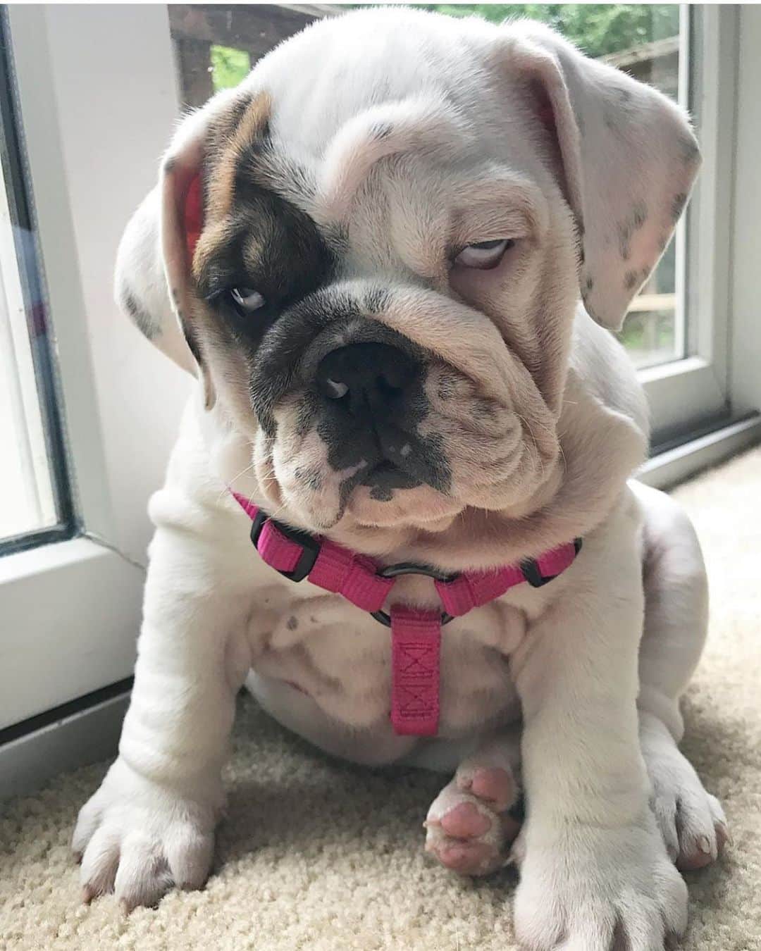 DogsOf Instagramのインスタグラム：「“#NationalAttitudeDay??...Never heard of it...🙄❄️😒😂” writes @eggnogthebulldog  #dogsofinstagram」