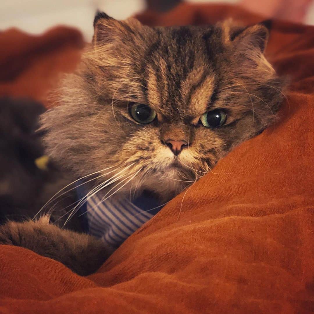 のインスタグラム：「Whiskers for days . . . #cats #catmodel #catsofinstagram」