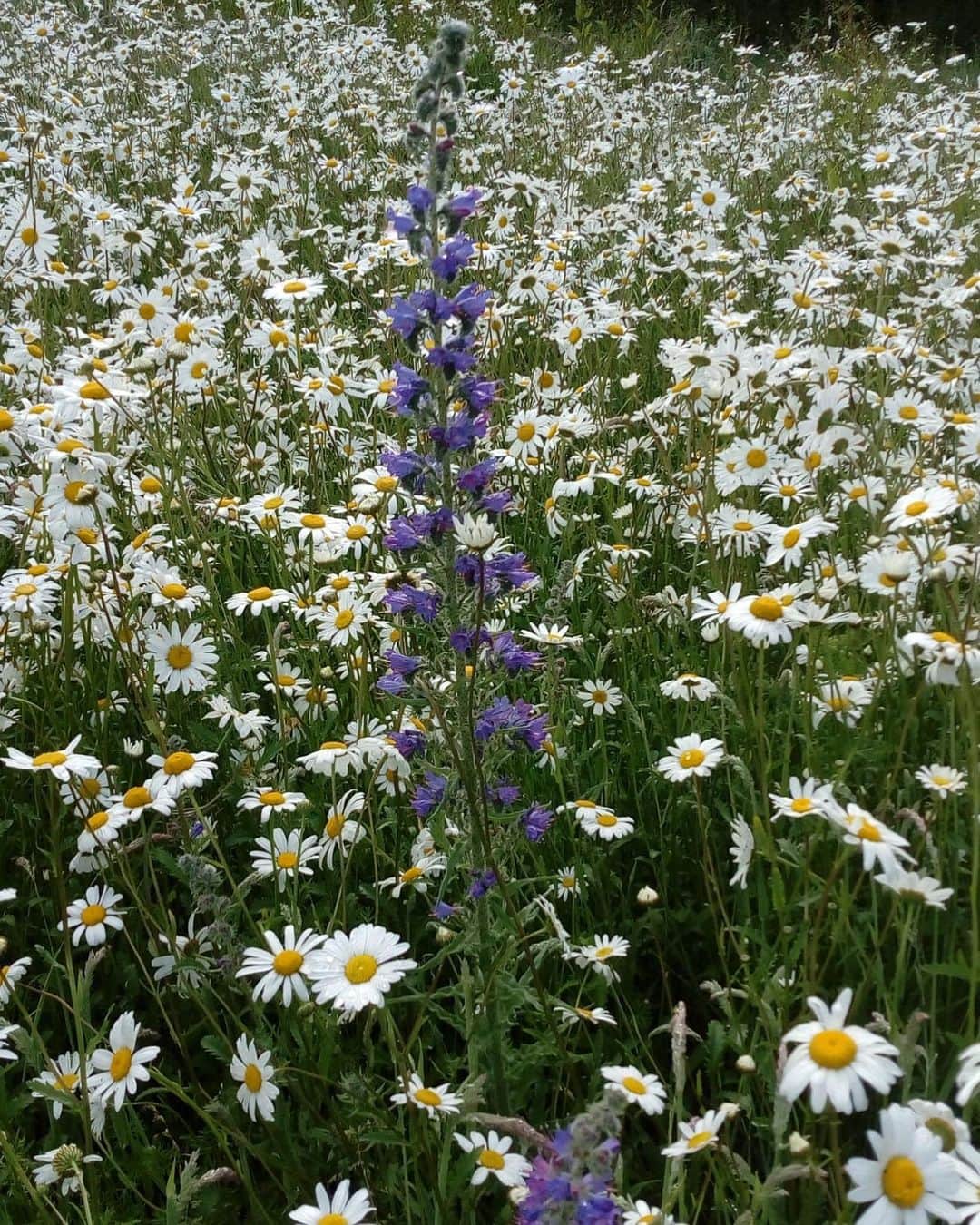 ケリー・ブルックさんのインスタグラム写真 - (ケリー・ブルックInstagram)「Vipers Bugloss in our Meadow Today 🤩 #Meadows #MyGarden #WildFlowers #VipersBugloss」6月13日 1時27分 - iamkb