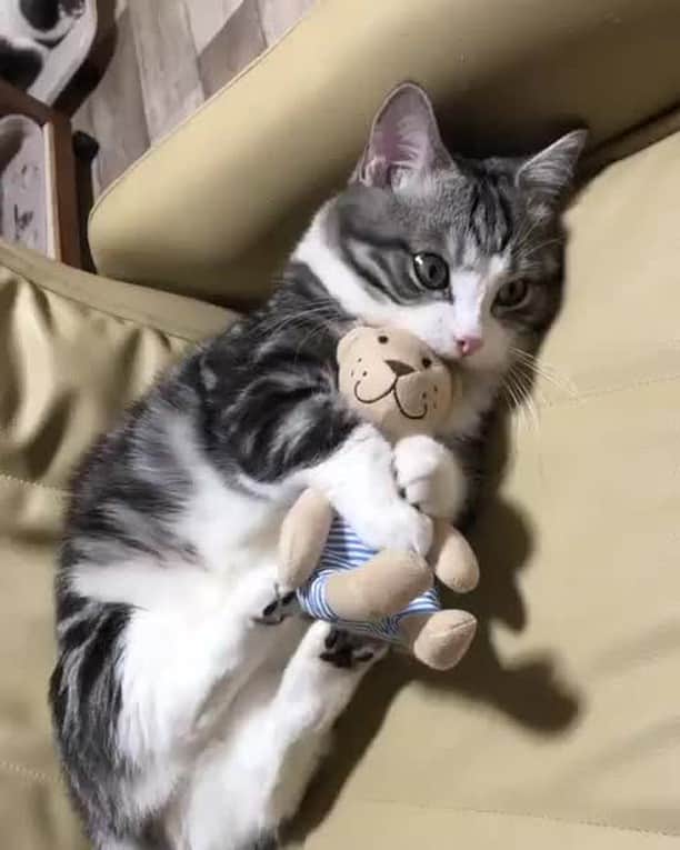 のインスタグラム：「This is my doll you are not taking it away from meow 🐾⠀ ⠀ 📹@tansoku_love⠀ ⠀ #meowed #tansoku_love #tabby #🇯🇵」
