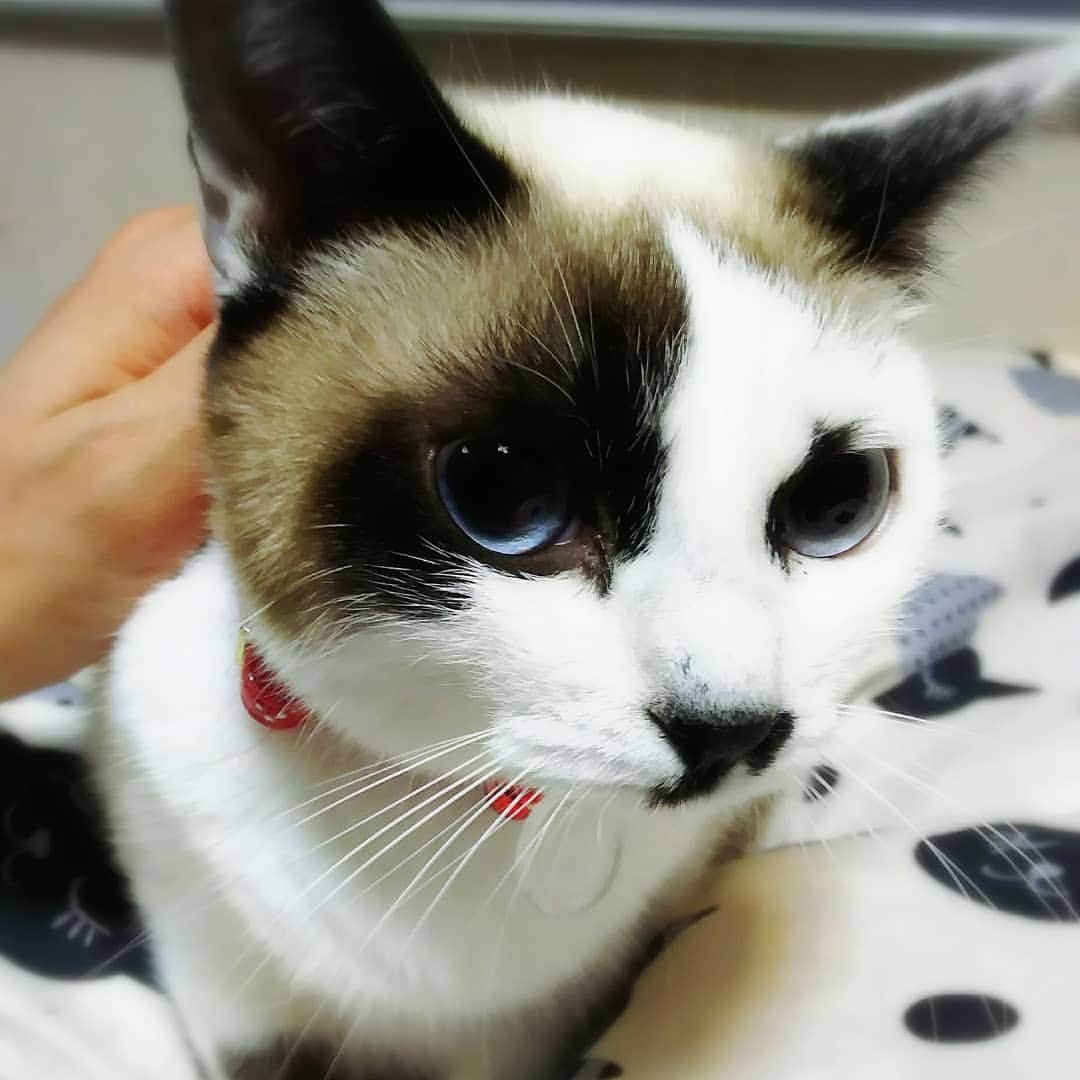 片山愁さんのインスタグラム写真 - (片山愁Instagram)「#ねこ #ねこすたぐらむ #cat」6月13日 2時46分 - shu_kata