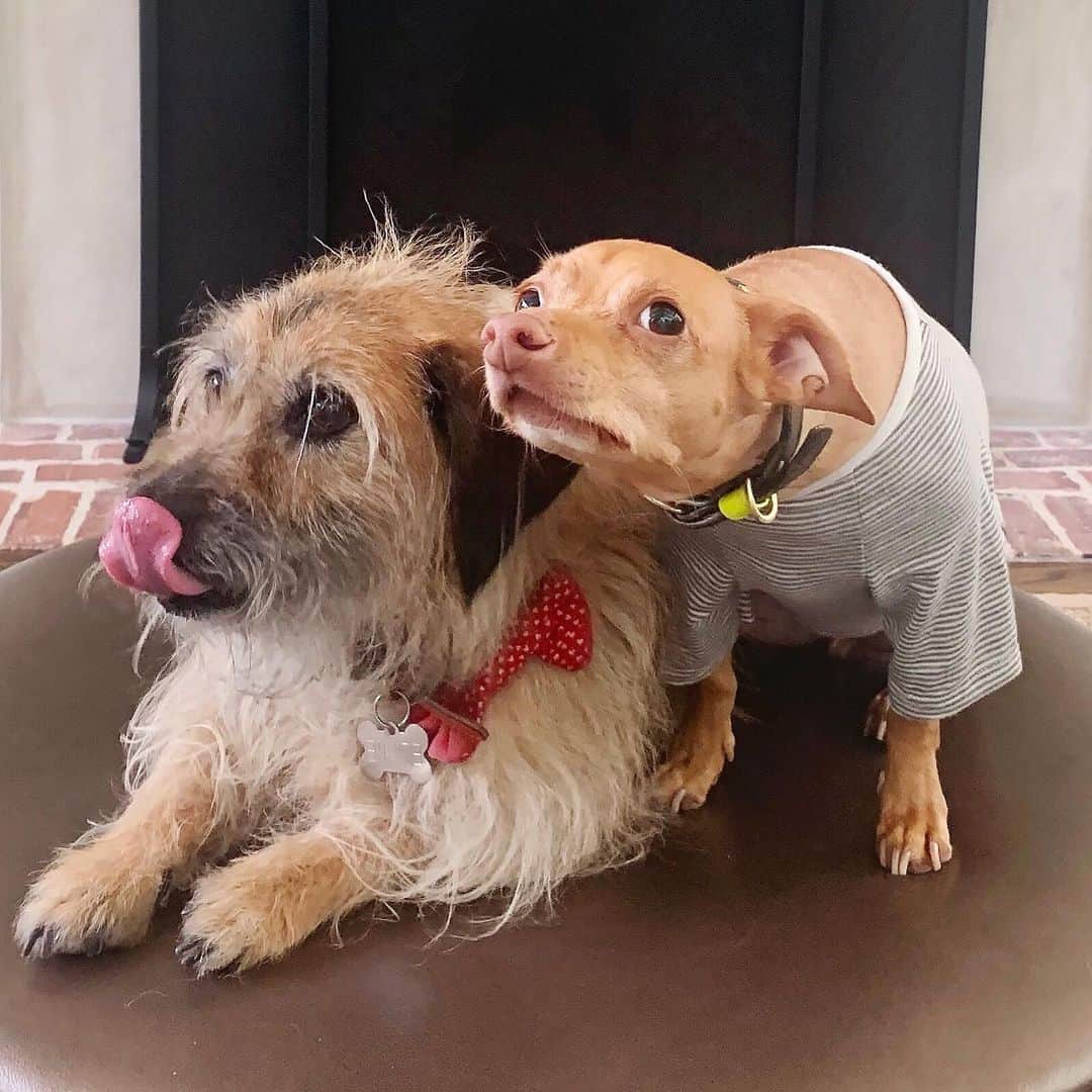 Tuna {breed:chiweenie} さんのインスタグラム写真 - (Tuna {breed:chiweenie} Instagram)「That fine young man with a mohawk and his tongue out is Ernie. He’s the first (someone else’s) dog I’ve ever wanted to own as my pet. He belongs to my friend, @j.cathell, and when I laid eyes on him over 10 years ago, I adored him. Now that I live back in Atlanta, we’ve reconnected and I’ve re-fallen in love with him because as you can see, he’s a lovable weirdo, just like Toons! We will be babysitting him for a week towards the end of June, and I couldn’t be more excited about it. 📸: @jen_wright_photography」6月13日 2時49分 - tunameltsmyheart