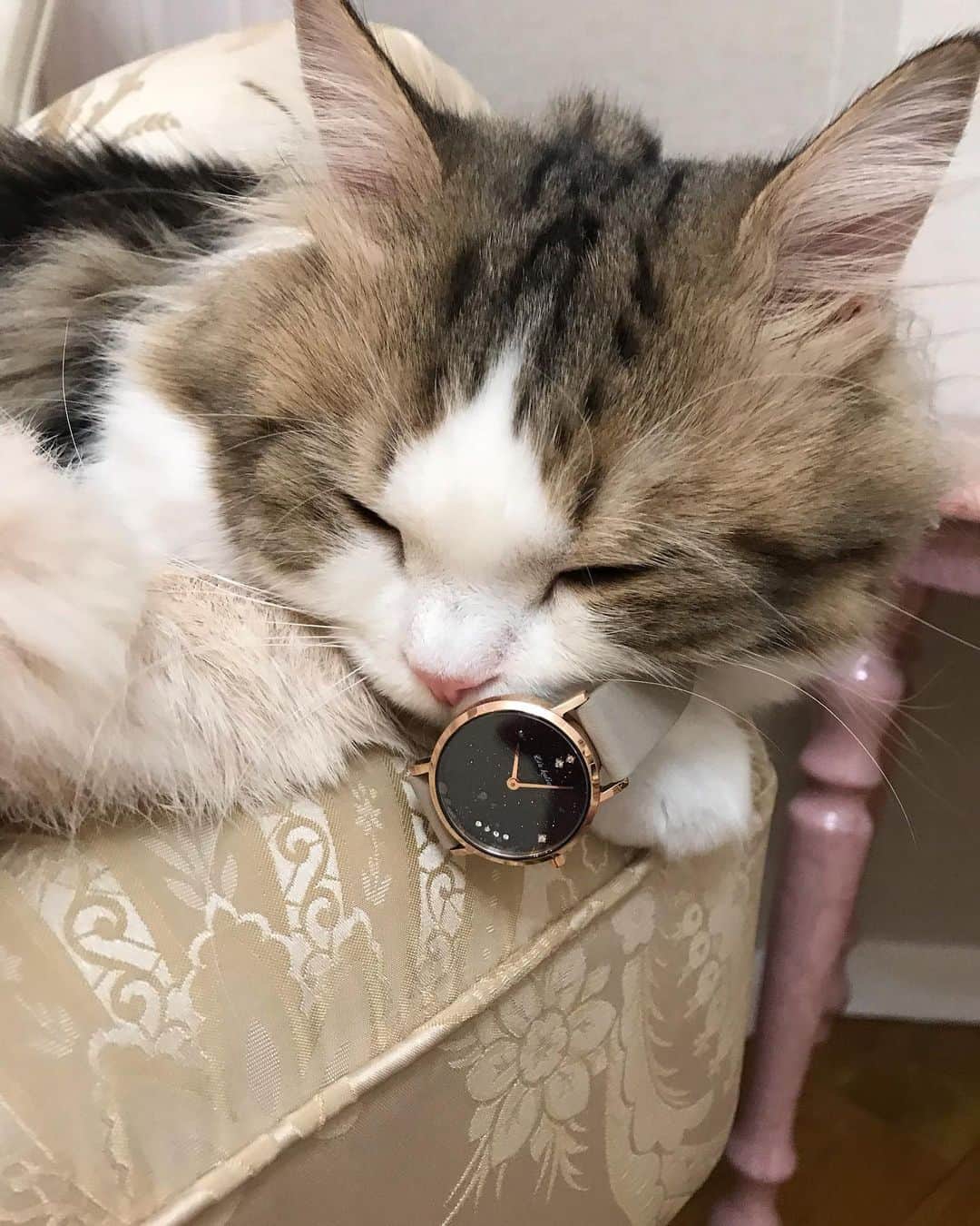 マンチカンのココ王子さんのインスタグラム写真 - (マンチカンのココ王子Instagram)「It's time to sleep. 寝る時間にゃ✨  Lia Kuleaのクーポン クーポンコード「cocolog_cat」の使用で10％OFF！  @liakulea_japan #腕時計 #liakulea #腕時計 #時計 #腕時計倶楽部#手元倶楽部#リアクレア#cat#ミヌエット#猫#kawaii#cutecat」6月13日 3時15分 - cocolog_cat