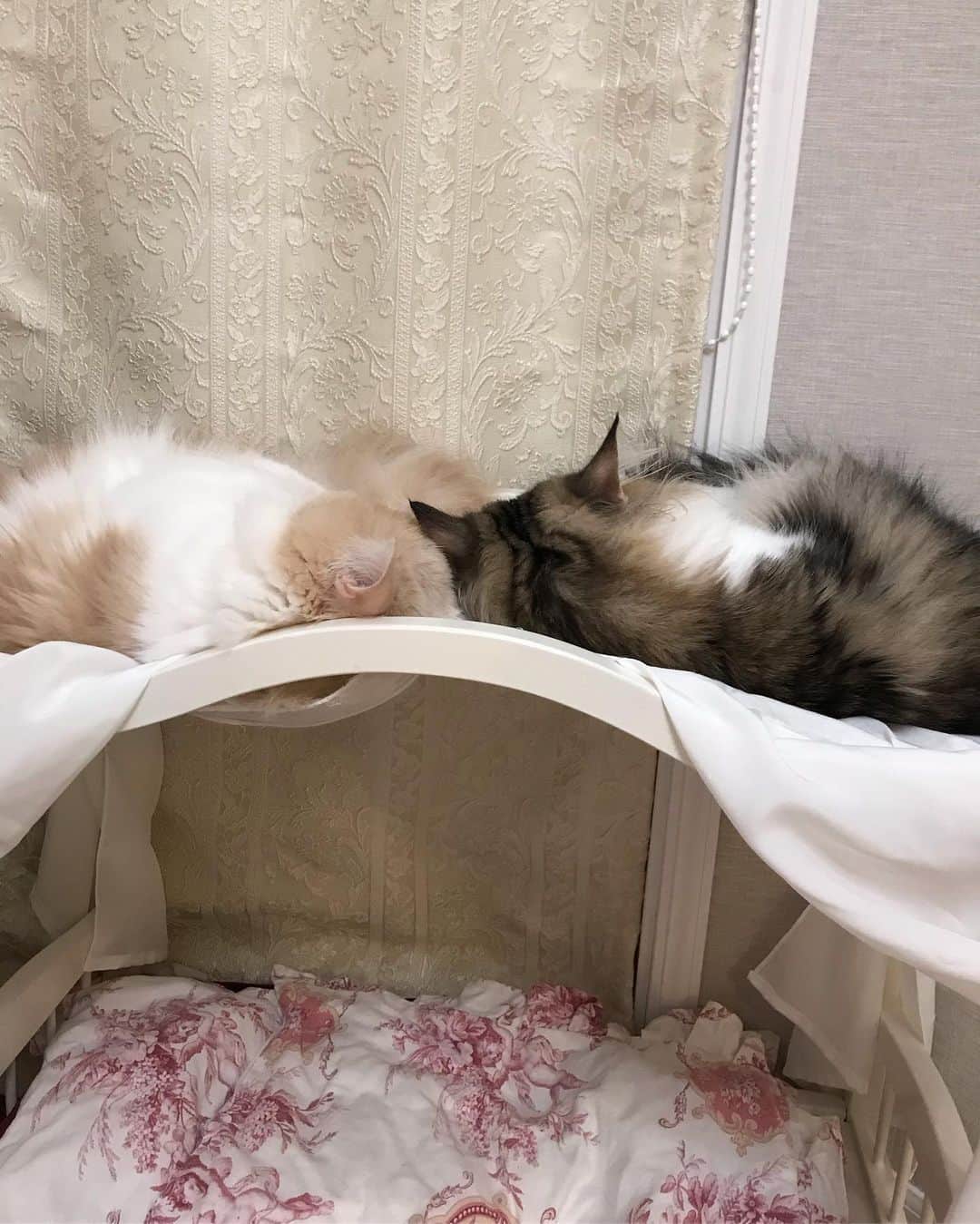 マンチカンのココ王子さんのインスタグラム写真 - (マンチカンのココ王子Instagram)「仲良く気持ち良さそうに寝てるから、起こして上に連れてくのが悪いなぁと💦 待ってたけど、そろそろ睡魔が限界😅  そしてもうすぐ娘のミルクの時間😂  Good night🌛」6月13日 3時27分 - cocolog_cat