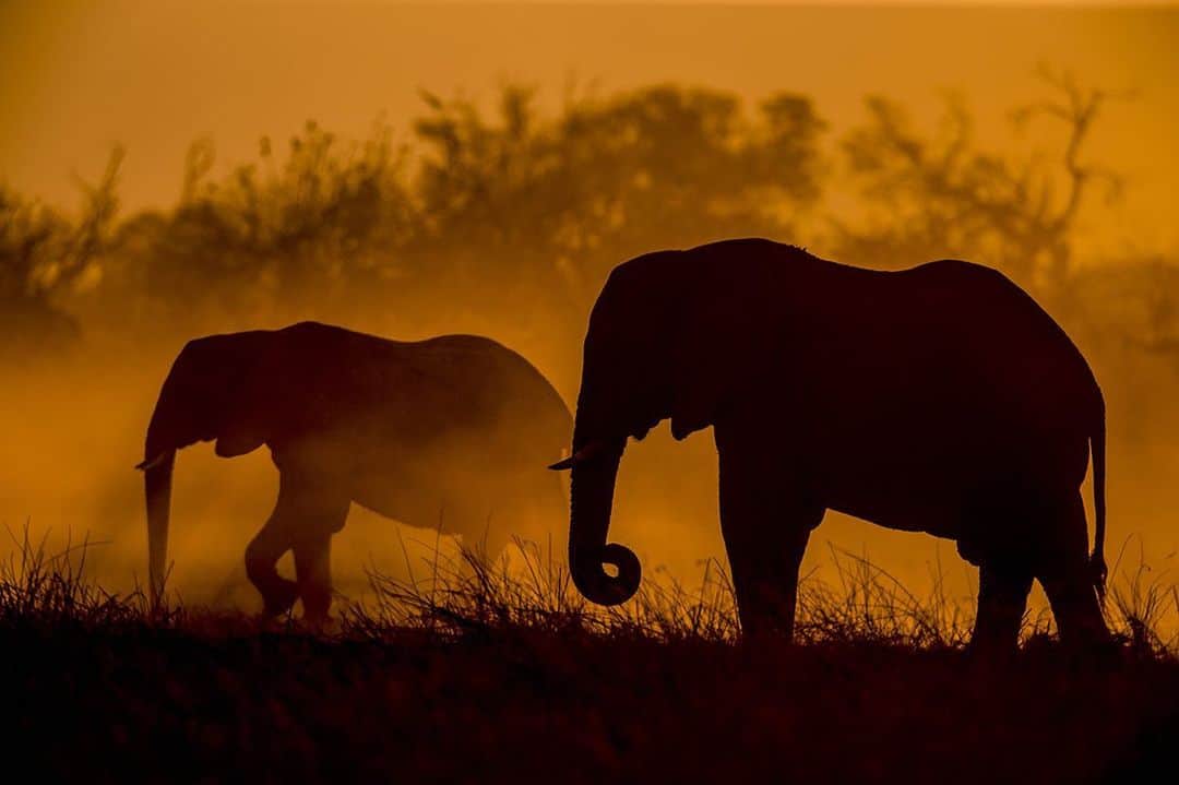 National Geographic Creativeさんのインスタグラム写真 - (National Geographic CreativeInstagram)「Photo by @beverlyjoubert | A pair of African elephants walk through a dust cloud as the sun sets in Botswana, Africa. #AfricanElephant #Wildlife #Botswana」6月13日 3時28分 - natgeointhefield