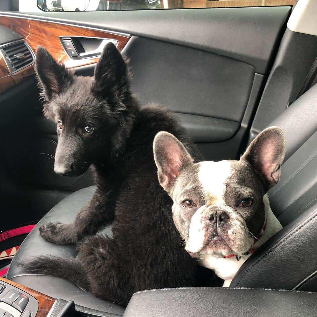 ジョッシュ・マレーさんのインスタグラム写真 - (ジョッシュ・マレーInstagram)「Daddy’s Girls 🐶 #Frenchie #GermanShepherd #sisters #Gizzy #Bella」6月13日 3時35分 - joshmurray11