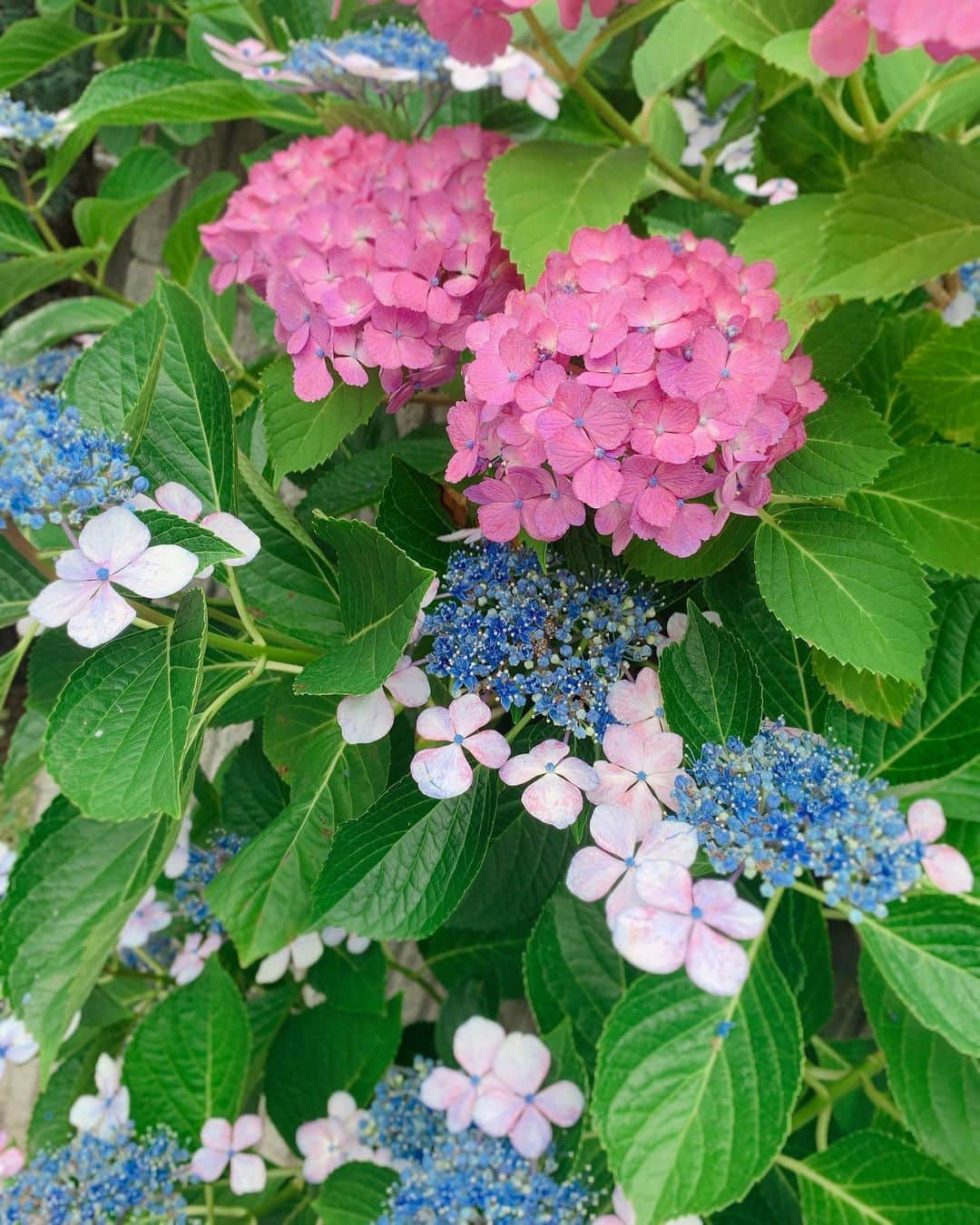 ももさんのインスタグラム写真 - (ももInstagram)「意外と色で溢れてる、梅雨」6月13日 3時44分 - charanpo_momo