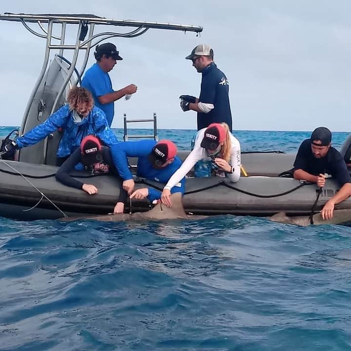 LUSH Cosmeticsさんのインスタグラム写真 - (LUSH CosmeticsInstagram)「Our Charity Pot partner @finsattached works to research, promote conservation, and provide education for the protection of the marine ecosystem. Here the team is attaching a "critter cam" onto a tiger shark to support the long term study on shark survival in a Bahamas sanctuary. This research is vital to understanding shark migratory patterns and identifying nursery areas where sharks give birth. With this information, activists and organizations can push for Marine Protected Areas that further support the health of our oceans. Link in bio to learn more about the #SharkAttack. 🌊🦈💙 / 📸: @finsattached⠀ *⠀ *⠀ *⠀ *⠀ *⠀ *⠀ #shark #ocean #nature #sharkweek #conservation #saltlife #marinelife #wildlife #science #research #lushlife  #saveourbeach #oceanlove #saveourseas #oceanminded #oceanlife #marineconservation #saveouroceans #saveourplanet #nobluenogreen」6月13日 4時01分 - lushcosmetics