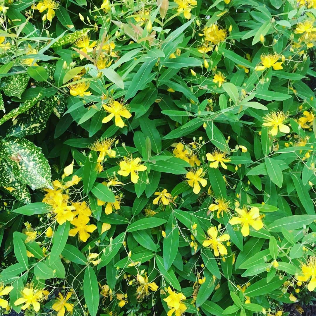 斉藤伸也さんのインスタグラム写真 - (斉藤伸也Instagram)「このイエローフラワーはなんの花だろう  #flower #yellowflower」6月13日 4時03分 - shytoshinya