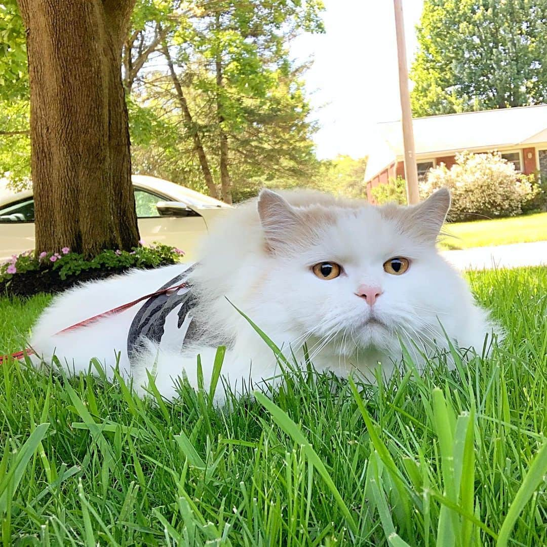 ソフィーさんのインスタグラム写真 - (ソフィーInstagram)「Must become one with the grass to ensure 100% invisibility.」6月13日 4時33分 - sophielovestuna