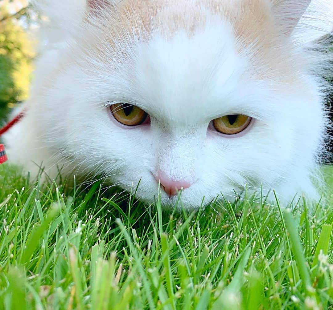 ソフィーさんのインスタグラム写真 - (ソフィーInstagram)「Must become one with the grass to ensure 100% invisibility.」6月13日 4時33分 - sophielovestuna