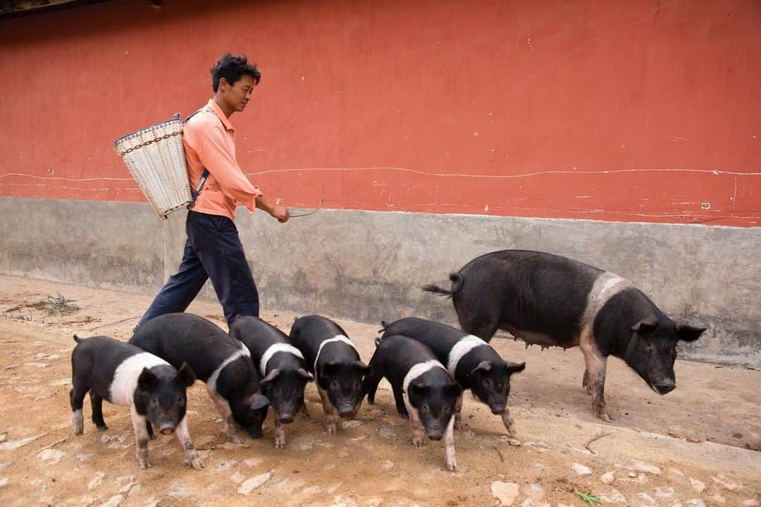 Michael Yamashitaさんのインスタグラム写真 - (Michael YamashitaInstagram)「Pigs in the news in China where a new outbreak of African swine fever has necessitated the culling of herds, 200 million or roughly a third of China’s pig population, the biggest in the world. It’s bad news for a country that loves pork, the most popular meat staple, but fortunately it does not threaten human health. 2019 is officially the Year of the Pig.  #piglets #pigs #swine」6月13日 4時34分 - yamashitaphoto