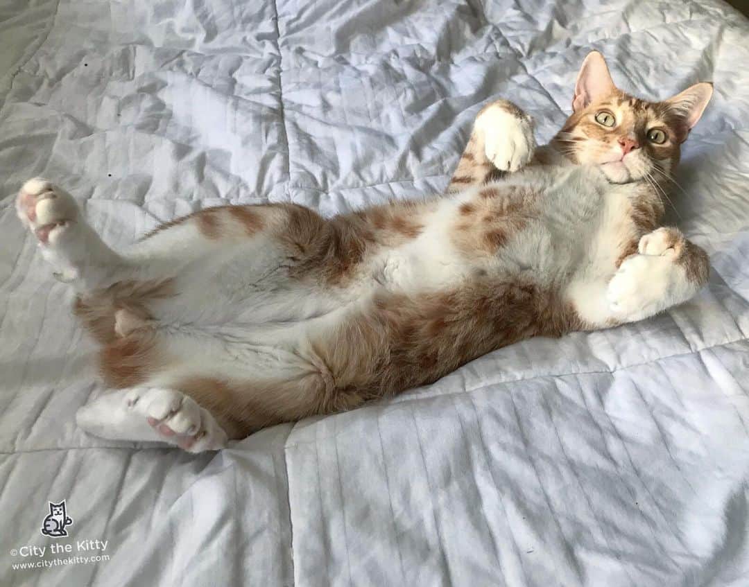 City the Kittyさんのインスタグラム写真 - (City the KittyInstagram)「Belly rub time please.  #pawsneedclaws」6月13日 15時44分 - citythekitty
