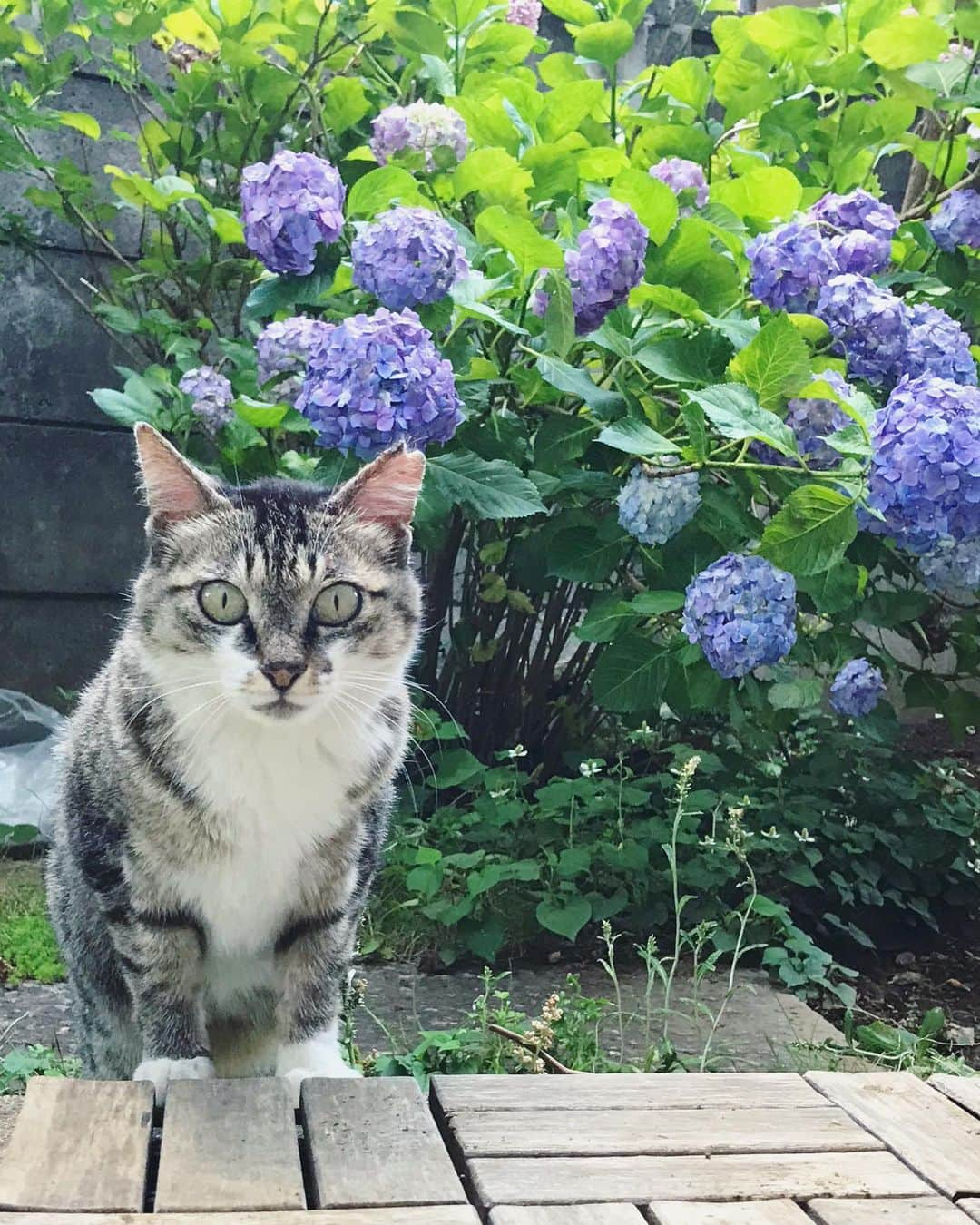 山田稔明さんのインスタグラム写真 - (山田稔明Instagram)「ママンと紫陽花 #チミママ」6月13日 15時39分 - toshiakiyamada