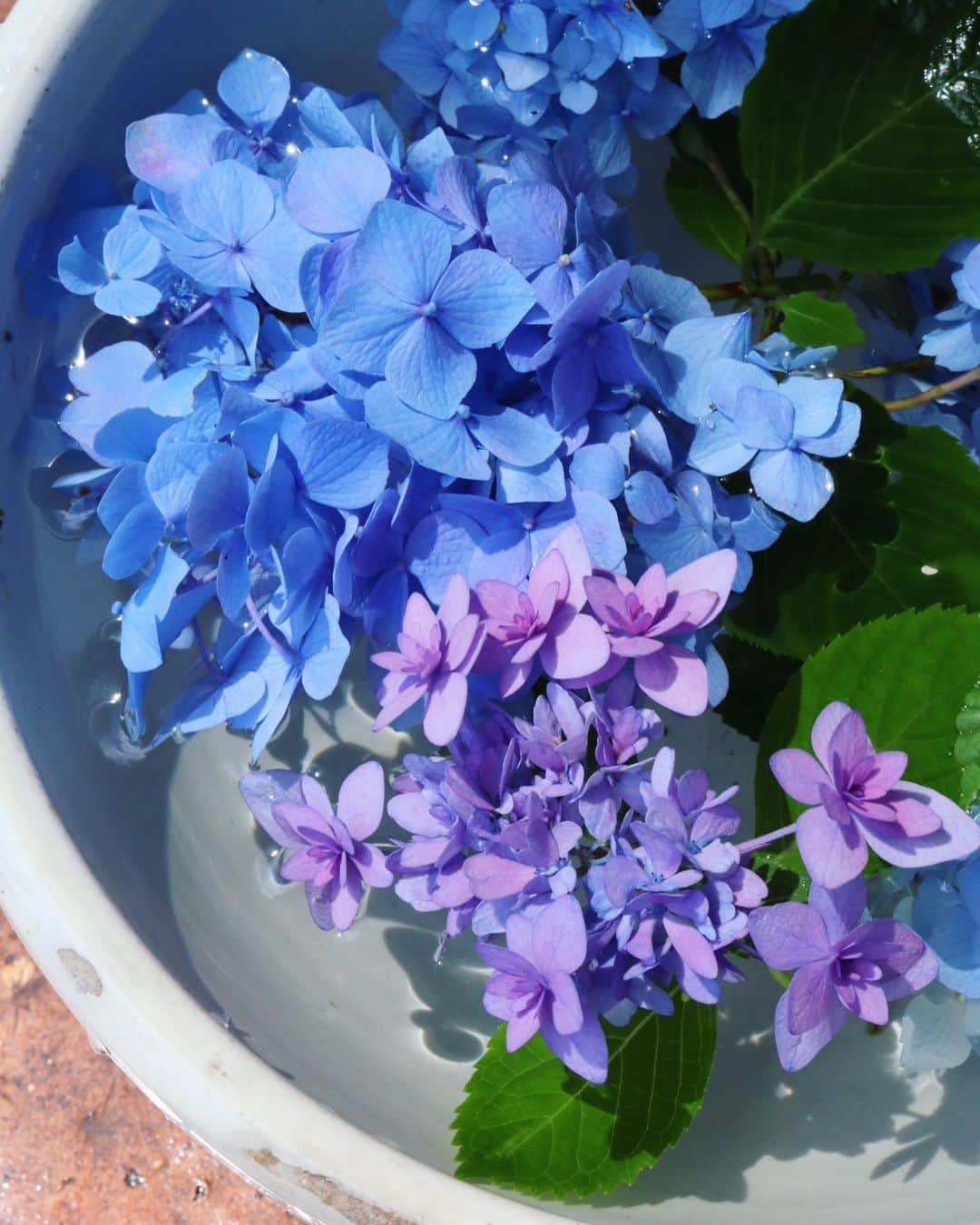 masakiさんのインスタグラム写真 - (masakiInstagram)「紫陽花ばばあお店に配達=3 早速、クロスの玄関に。 紫の八重咲きはクロスの庭に咲いている紫陽花。 かわいいわー♡」6月13日 14時17分 - mogurapicassowols