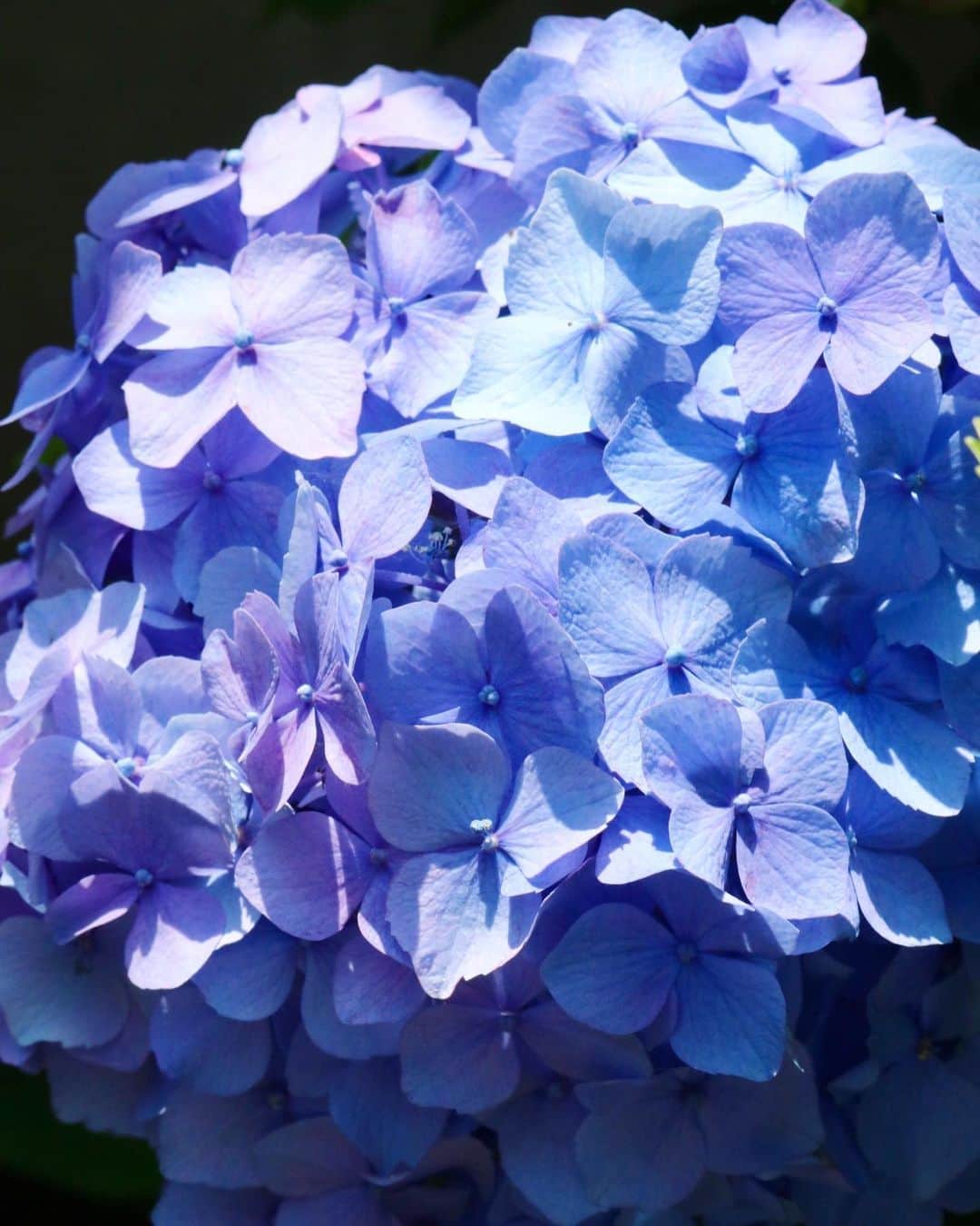 masakiさんのインスタグラム写真 - (masakiInstagram)「Thu.13 Jun.2019 はれ 我が家の紫陽花 紫陽花ばばあとしては、 庭に紫陽花が咲いてくれることが とてもうれしい♡ 犬にピーされても、 めげずに咲いてます。 今日はたくさん水浴びさせますー」6月13日 14時14分 - mogurapicassowols
