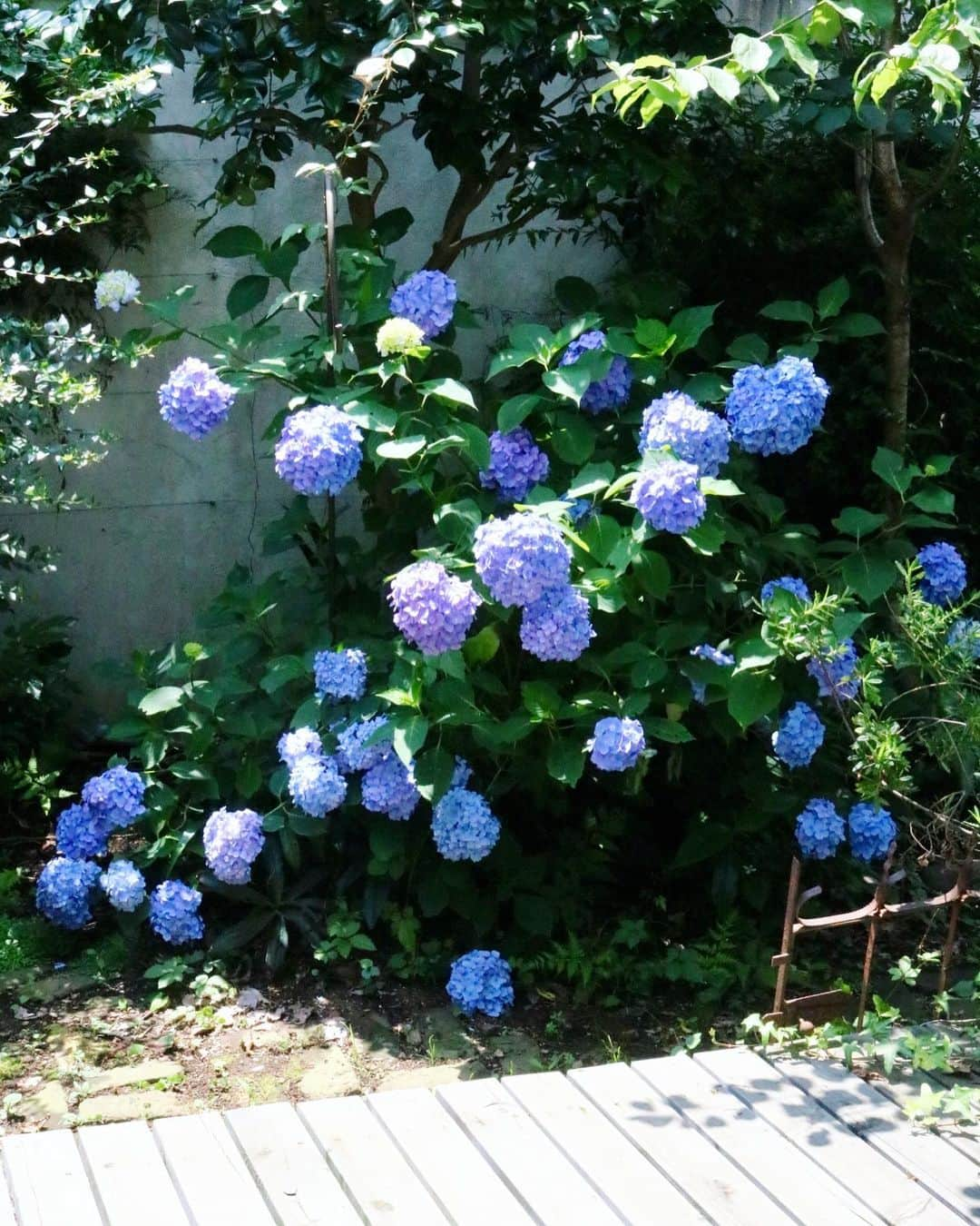 masakiさんのインスタグラム写真 - (masakiInstagram)「Thu.13 Jun.2019 はれ 我が家の紫陽花 紫陽花ばばあとしては、 庭に紫陽花が咲いてくれることが とてもうれしい♡ 犬にピーされても、 めげずに咲いてます。 今日はたくさん水浴びさせますー」6月13日 14時14分 - mogurapicassowols