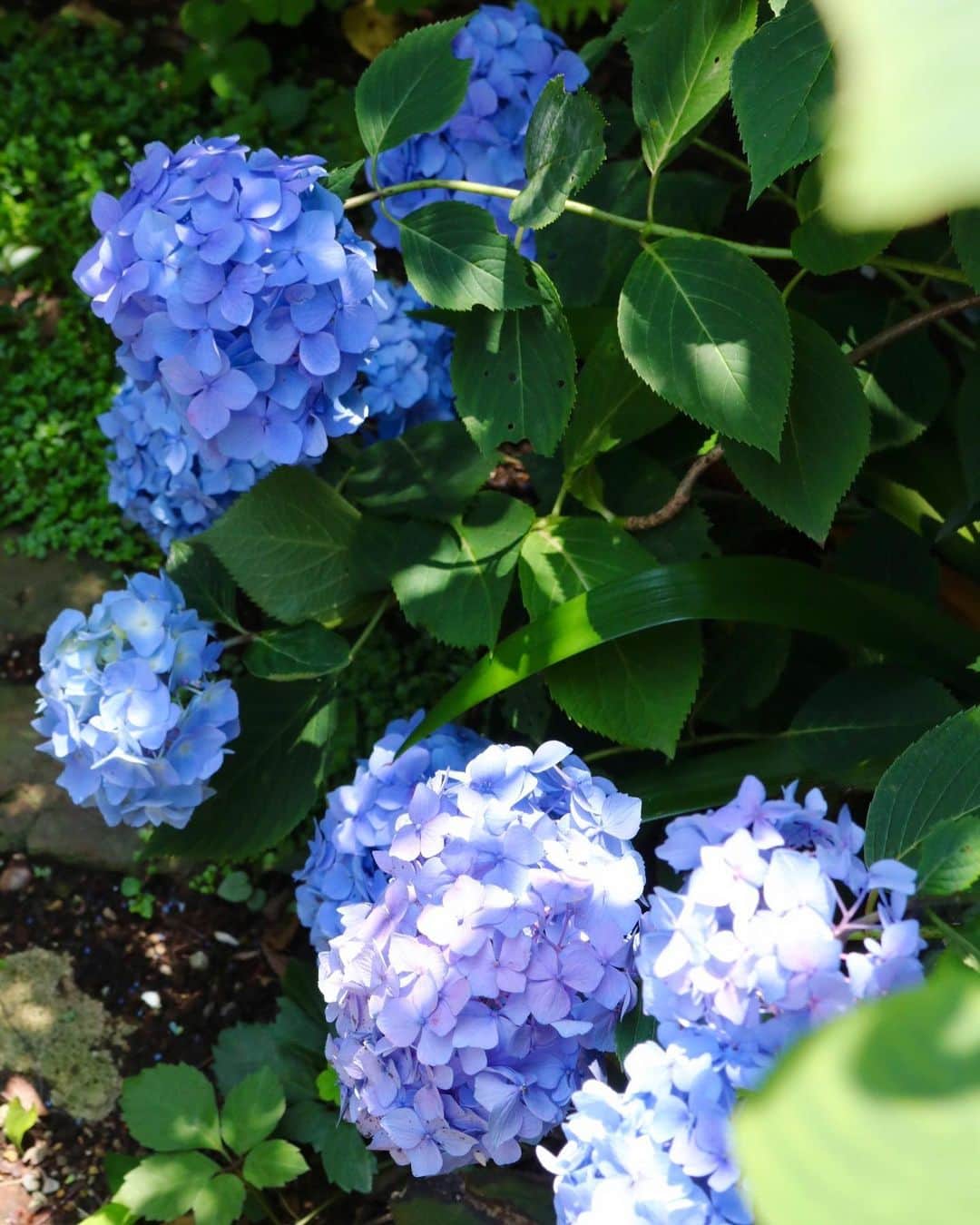 masakiさんのインスタグラム写真 - (masakiInstagram)「Thu.13 Jun.2019 はれ 我が家の紫陽花 紫陽花ばばあとしては、 庭に紫陽花が咲いてくれることが とてもうれしい♡ 犬にピーされても、 めげずに咲いてます。 今日はたくさん水浴びさせますー」6月13日 14時14分 - mogurapicassowols