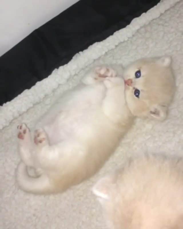 Cute baby animal videos picsのインスタグラム