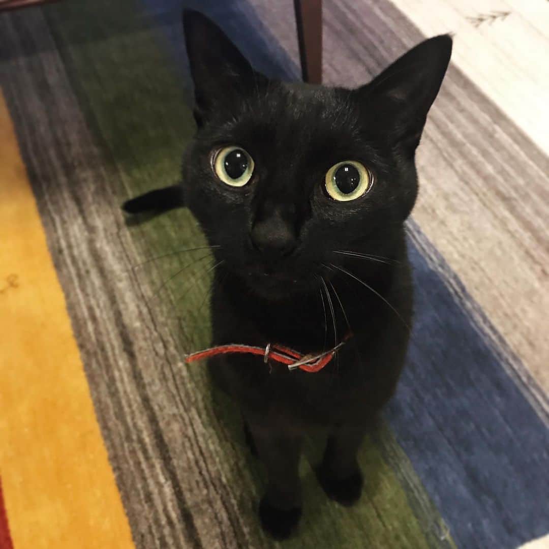 入山法子さんのインスタグラム写真 - (入山法子Instagram)「アウトドア生まれ、たくましの子グマ黒猫、ダン。6月に保護されたと里親会の方から話を聞いているので、多分そろそろ誕生日。4歳。うちに来てくれてありがとう🐟🐟🐟✨ #blackcat #黒猫 #黒猫って子グマっぽいよね ？」6月13日 14時45分 - iriyamanoriko_official