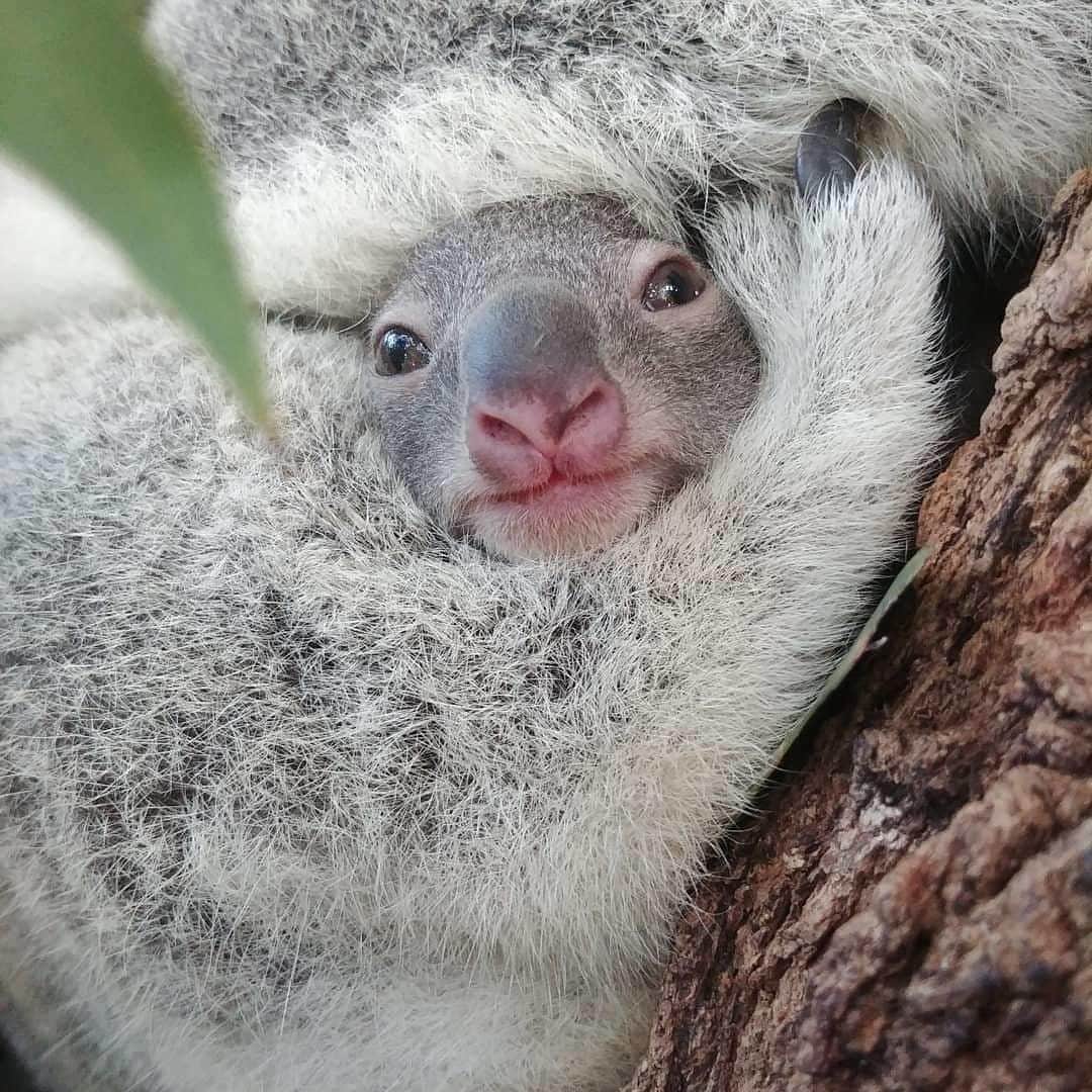 Australiaさんのインスタグラム写真 - (AustraliaInstagram)「Sorry, can't play today, mum said I'm grounded 😶 @lonepinekoala's keeper Karen spotted this snug #koala joey at the @visitbrisbane #wildlife sanctuary, and its cuteness level is off the charts. Keep a close eye when you visit this @queensland sanctuary and you might just see a little joey looking right back at you. 👀 Crazily enough, by the time we humans see koala joeys, they're already 6 months old. Born as teeny one gram creatures up high in a tree (such clever mamas, right!?) they move straight into the pouch and remain unseen until they're ready to face the world around 6 - 7 months later.  #seeaustralia #thisisqueensland #thisisbrisbane #wildlifephotography #lonepinekoalasanctuary #weeklyfluff」6月13日 15時00分 - australia