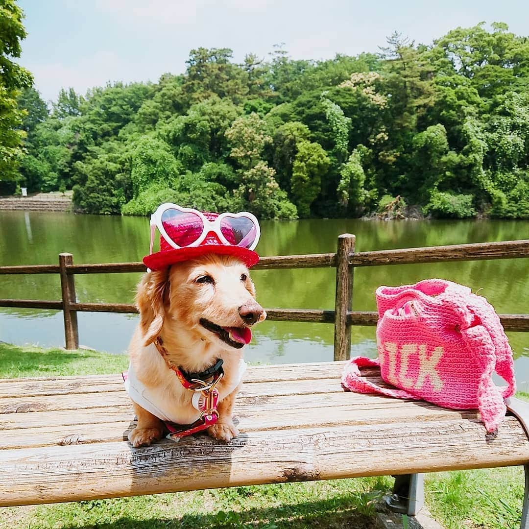 ピックさんのインスタグラム写真 - (ピックInstagram)「今日は、ちょっと公園に👍 、 明日から☂️の予報だから❗ちょっと歩きましょって❗ 、 @himekochama みかさんが、ピックくんにとっても似合うよって❗ カンカン帽👒くれたので、 ハートの🕶️に、 、 昨日のぴっ子ちゃんと、比べたら❗男の子らしいかな⁉️ 、 紫陽花と、パシャリ📸 、 帰りにママは、体操して❗ 、 ちょっと暑かったけど、 明日からはおうちだしね、 、 カンカン帽に、かわいいネームプレート張るために、アロンアルファ買ったけど❗着かない😫😫😫 、 ボンドなのかな⁉️ 両面テープなのかな⁉️ 、 #紫陽花 #カンカン帽  #スリコ #サングラス #公園 #お散歩 #instadog #ilovedog #dogstagram #west_dog_japan #all_dog_japan #todayswanko #inulog #coolangel #ミニチュアダックス #ミニチュアダックスフンド #イヌスタグラム #いぬすたぐらむ #犬 #だいすき #美容 #ダイエット #いぬドル #かわいい #シニア犬 #14歳 #ピック #モデル犬 #イケワン #わんわん小学校」6月13日 15時21分 - pick09040904