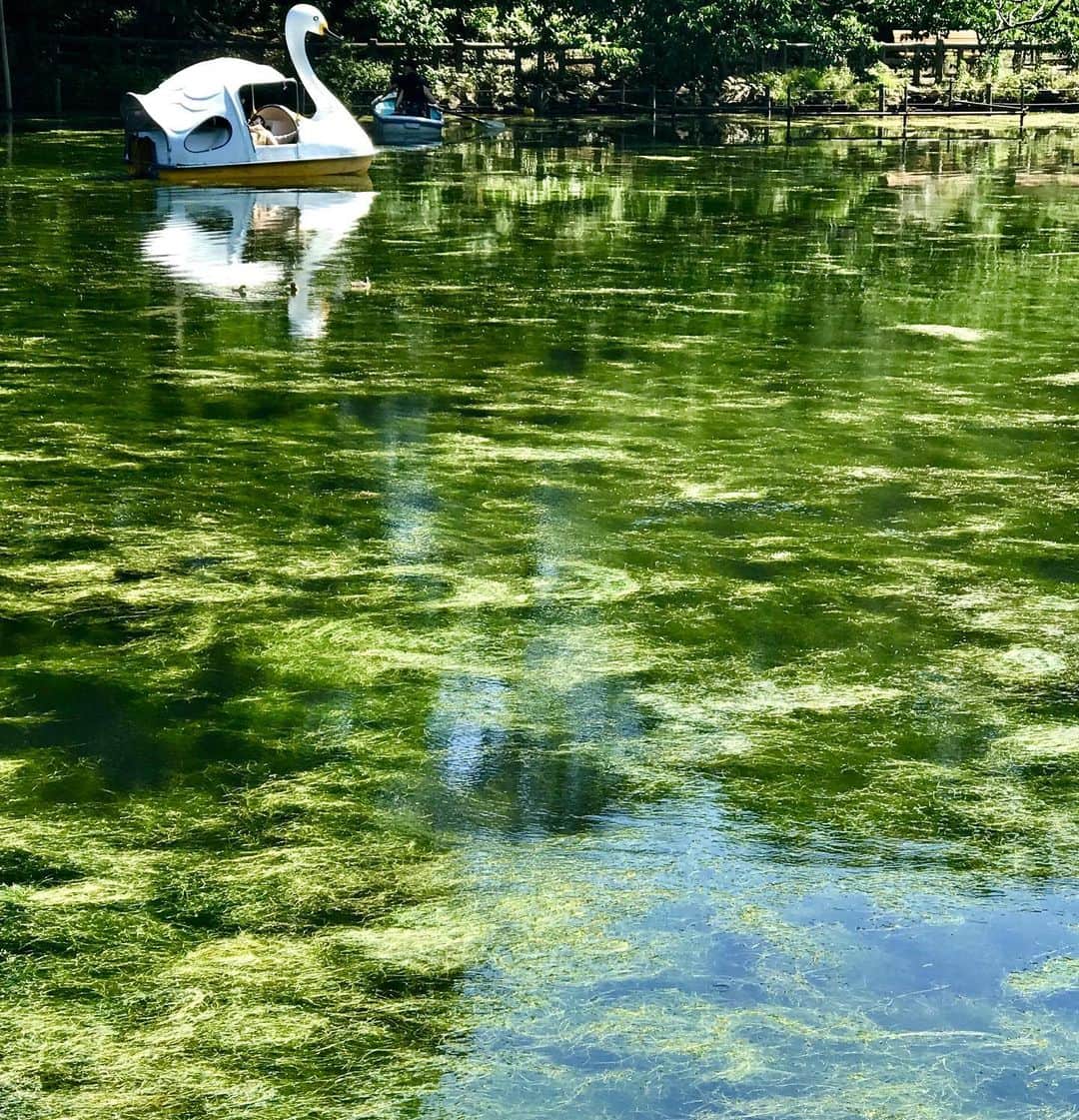 江口寿史さんのインスタグラム写真 - (江口寿史Instagram)「カイボリで水が綺麗になった井之頭公園の池に藻が大量に繁殖してきてモネみたいになってると聞いたのでウォーキングがてら見に来ました。」6月13日 15時32分 - egutihisasi
