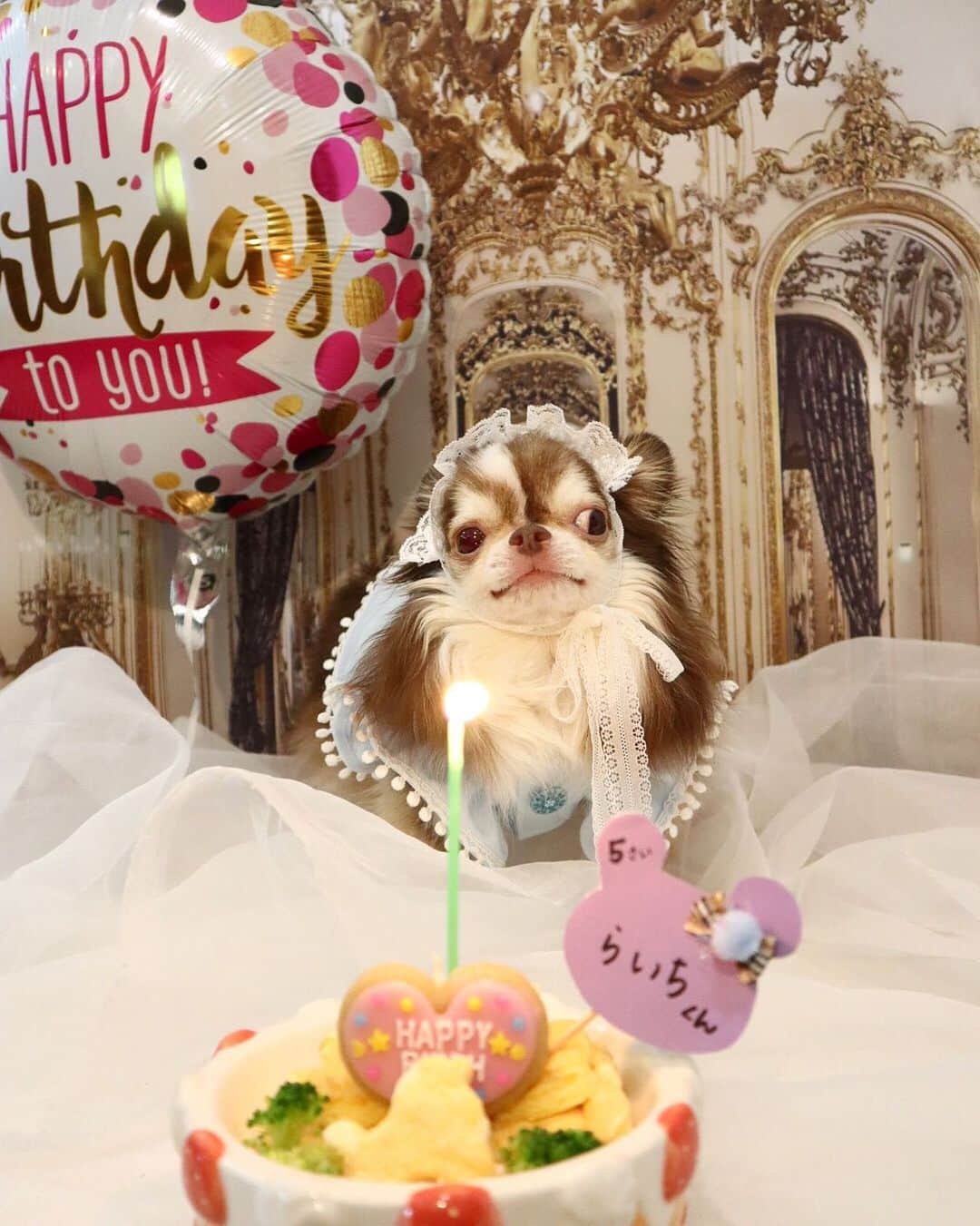 kayoのインスタグラム：「* * ✨🎀Happy Birthday Lychee🎀✨ * * らいちん5歳になりました🎂🎉🎉 * * 小さい頃は軟弱で食も細く心配したけど 今ではガツガツ食べて超食いしん坊😋😂 * * お毛毛もボーボーで 立派な男の子に成長してくれました😍❤️ * * これからも ずーっと元気でいてね😊✨✨ * * Lychee💗🎂 2.19.6.13 * * #happybirthday #お誕生日おめでとう #会いたかったな * * #chihuahua#chihuahualove#dogstgram#dog#instadog#チワワ#チワワ大好き * *」