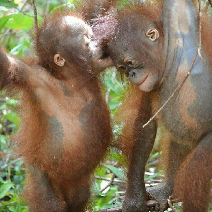 OFI Australiaさんのインスタグラム写真 - (OFI AustraliaInstagram)「At OFI’s Care Centre infant Learning Forest _________________________________ 🐒 OFIA Founder: Kobe Steele 💌 kobe@ofiaustralia.com | OFIA Patron and Ambassador: @drbirute @orangutanfoundationintl www.orangutanfoundation.org.au 🐒  #orangutan #orphan #rescue #rehabilitate #release #BornToBeWild #Borneo #Indonesia #CampLeakey #orangutans #savetheorangutans #sayNOtopalmoil #palmoil #deforestation #destruction #rainforest #instagood #photooftheday #environment #nature #instanature #endangeredspecies #criticallyendangered #wildlife #orangutanfoundationintl #ofi #drbirute #ofi_australia #ofia #FosterAnOrangutanToday」6月13日 6時53分 - ofi_australia