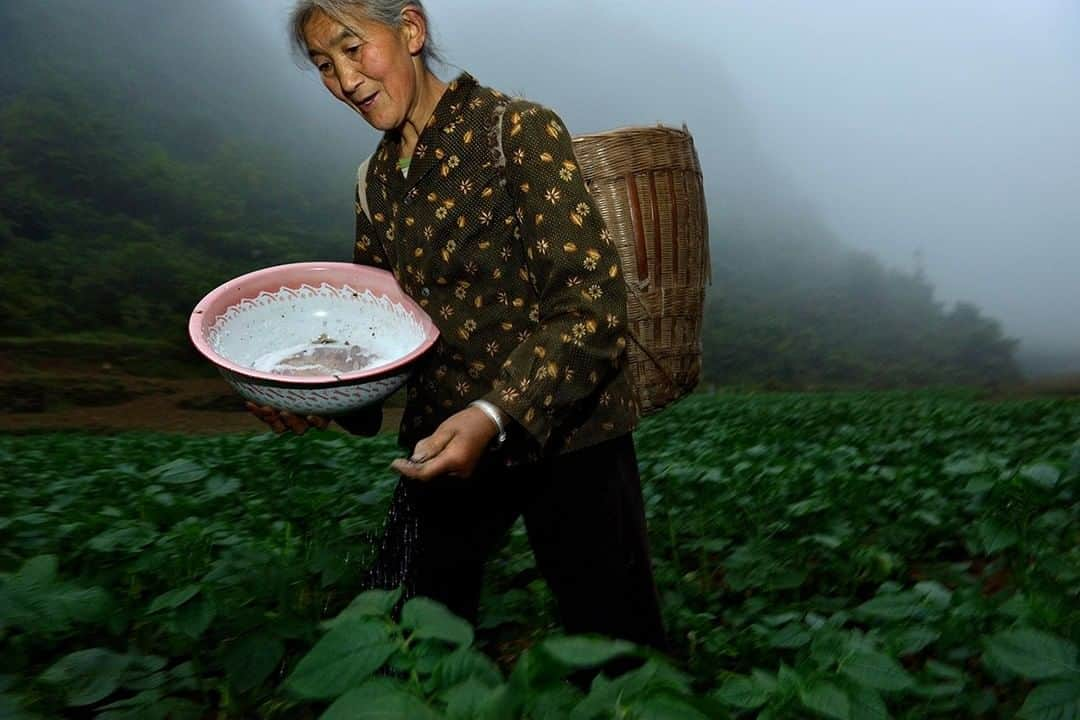 National Geographic Travelさんのインスタグラム写真 - (National Geographic TravelInstagram)「Photo by Robbie Shone @shonephoto | Most of the caves we have explored in rural China are surrounded by gardens and fields farmed by local villagers like Chen Guo Zi, seen here sowing seeds. Often cloaked in thin mist and fog, this beautiful karst landscape is situated immediately outside the entrance of the cave San Wang Dong.」6月13日 7時02分 - natgeotravel