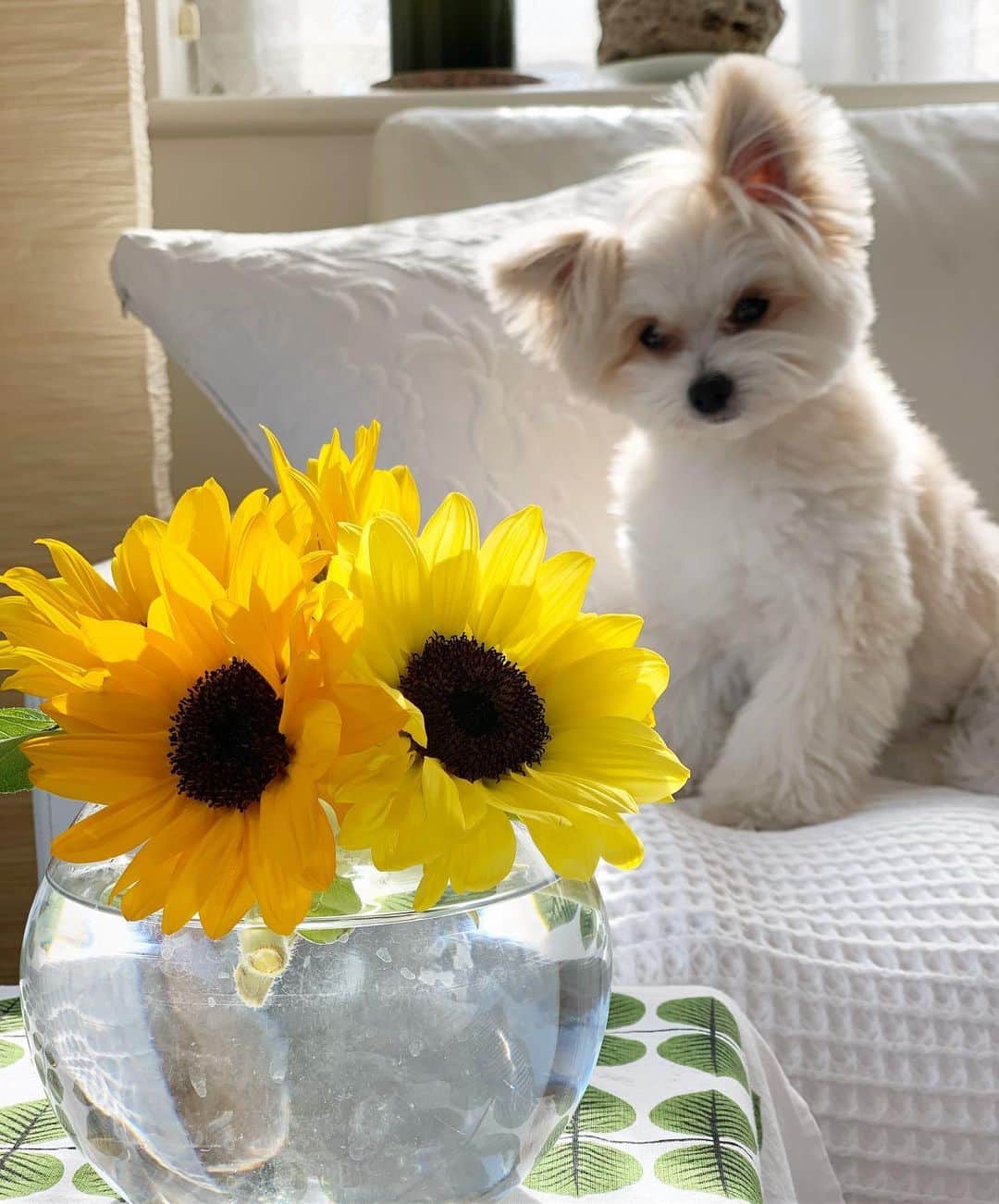 チャン・リーメイさんのインスタグラム写真 - (チャン・リーメイInstagram)「ひまわり🌻 ✴︎ 花言葉は「あこがれ」✨ ✴︎ いつも「笑顔」のお花😀 ✴︎ 「天使なんかじゃない」の冴島翠ちゃんのようだ。。 ✴︎ あこがれます＾＾ ✴︎ #花と犬シリーズ #ひまわり #花言葉はあこがれ #sunflower🌻 #dogandflowers  #部屋にお花がある生活 #ピュアフラワー #冴島翠 #天使なんかじゃない」6月13日 7時07分 - limeichiang