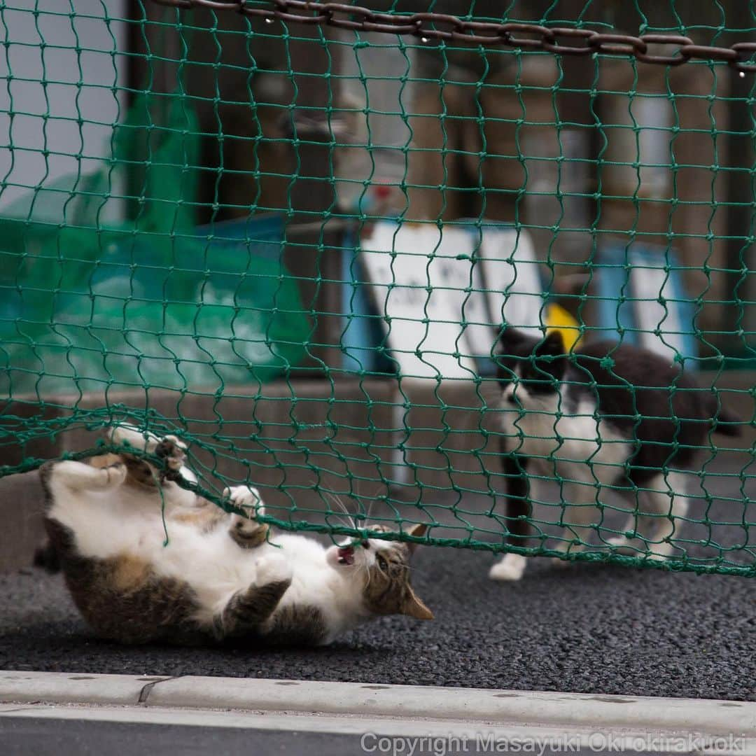 Masayukiさんのインスタグラム写真 - (MasayukiInstagram)「負けたくない。  おはようございます。 Good morning from Tokyo Japan ☀️ #cat #ねこ」6月13日 7時15分 - okirakuoki