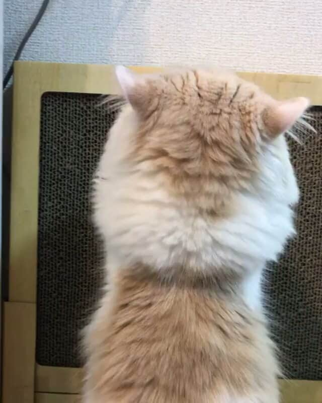 猫壱（ねこいち•ネコイチ）のインスタグラム