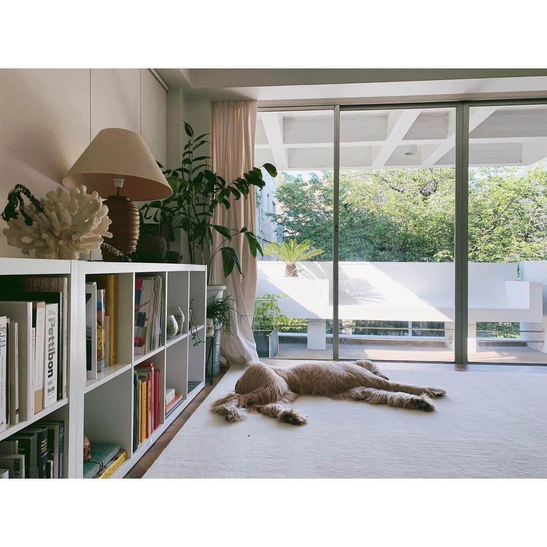 大田由香梨さんのインスタグラム写真 - (大田由香梨Instagram)「Good morning 🌿🕊 Time of bliss 🕊🐾☕️📔」6月13日 7時40分 - otayukari