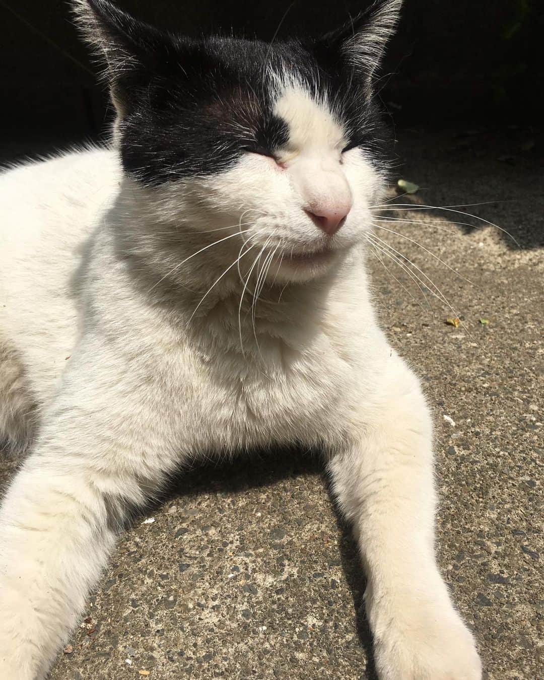 のインスタグラム：「行ってきます。﻿ 太陽がうれしいね。﻿ ﻿ #今日のかたち#下から見たら白猫#chat#cat#kyokosalbot#kyokosalbot」