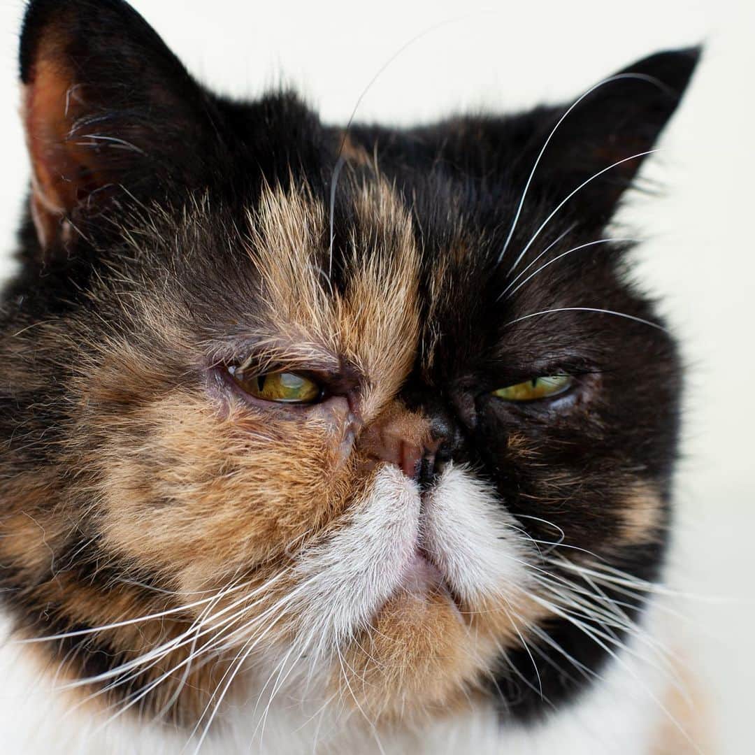 Pudgeのインスタグラム：「Side-eye Pudge =( – ㅅ – )= #judgepudge」