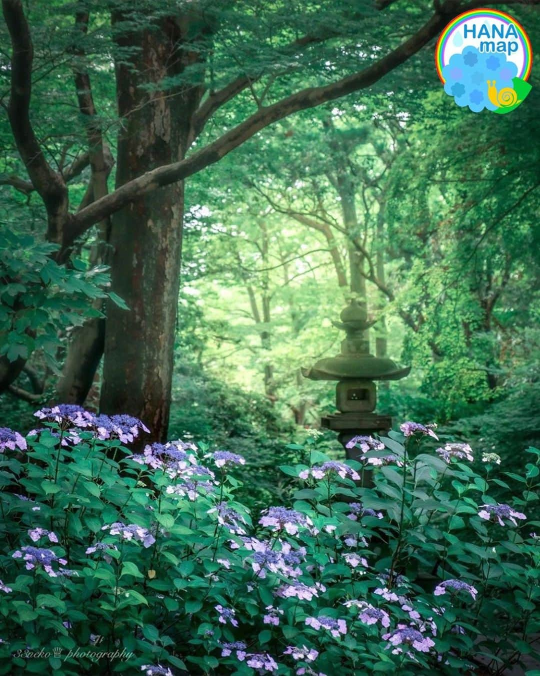 はなまっぷ❁日本の花風景さんのインスタグラム写真 - (はなまっぷ❁日本の花風景Instagram)「💠☔️はなまっぷの紫陽花まつり☔️💠 * @33neko さんの 紫陽花に花まるを💮 * 梅雨を彩る素敵な紫陽花をありがとうございます😊💠 * 神奈川  #鎌倉 Kamakura, Kanagawa Pref. * 💠アジサイの花言葉💠 家族団らん、仲良し * ☔️•••💠•••🌈•••🐸•••🌈•••💠•••☔️ * 💠紫陽花まつり概要💠 * 期間:〜6/30頃まで * タグ:#はなまっぷ イベント用タグはありません * #はなまっぷ  のタグの中から、紫陽花のお写真をどんどんご紹介させていただきます。期間中はランダムに、複数枚投稿でもご紹介させていただく場合がございます。 * #紫陽花#アジサイ#あじさい#日本#梅雨#花 * ☔️•••💠•••🌈•••🐌•••🌈•••💠•••☔️ *」6月13日 8時02分 - hanamap