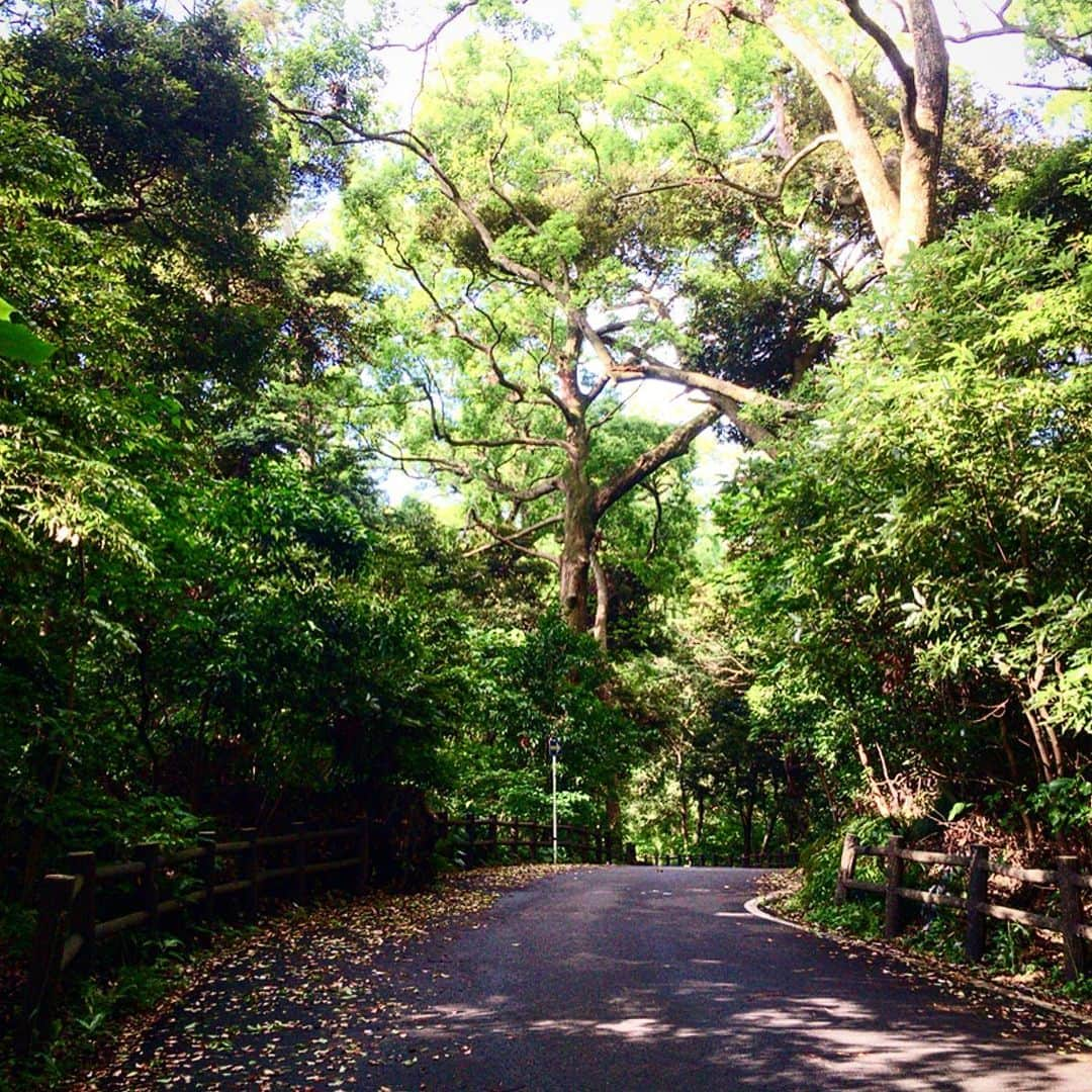 池内万作さんのインスタグラム写真 - (池内万作Instagram)「晴れた〜。 というわけでそそくさと朝の半島ランを。 明日からはまた雨、今日は梅雨の貴重な晴れ間みたいなので、洗濯とか大工作業とかに精を出すのが吉かもしれません♪ つーわけで、皆さま素晴らしい一日をお過ごしください(｀_´)ゞ #stopデ部 #ランでした #真鶴半島」6月13日 8時03分 - mandeshita